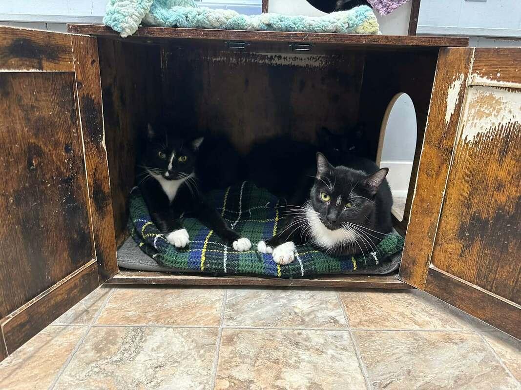 Big Stripe, a Adoptable Domestic Short Hair in Kalamazoo, MI image 5/5