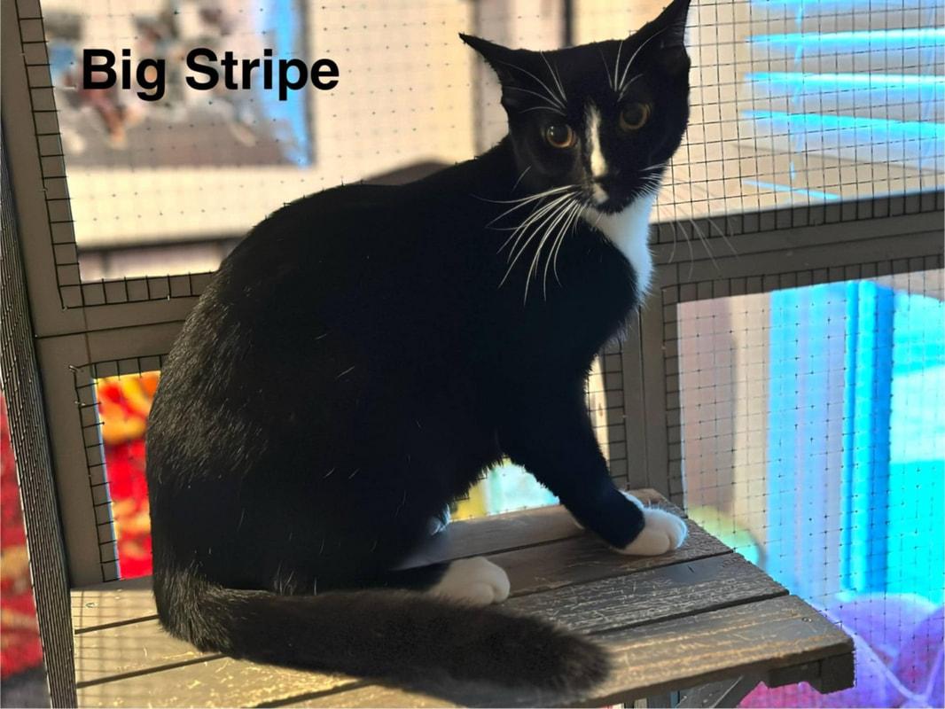 Big Stripe, a Adoptable Domestic Short Hair in Kalamazoo, MI image 3/5