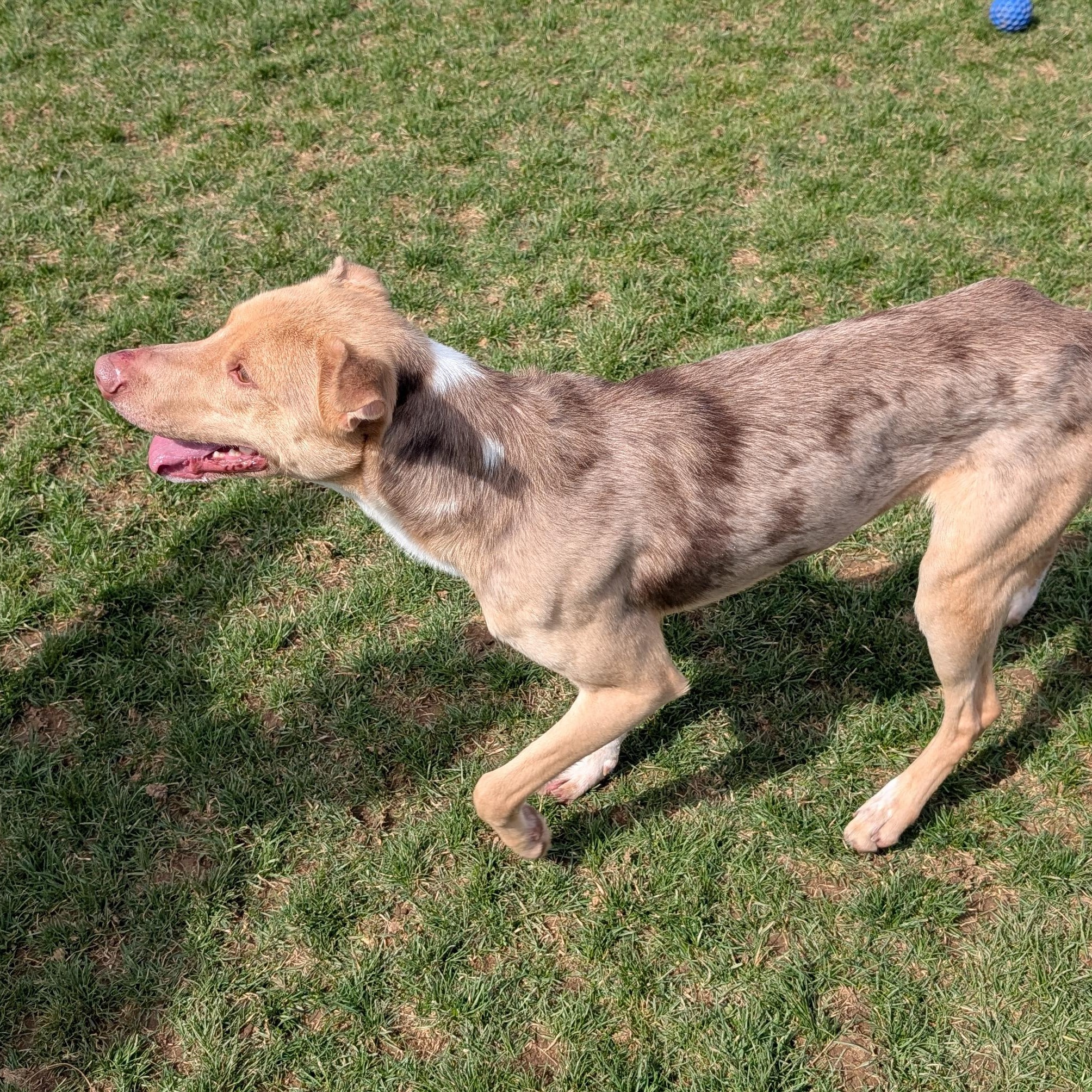 Enlarge 188265 Jerry , a ADOPTABLE Mixed Breed in Ravenna, OH image 5/5