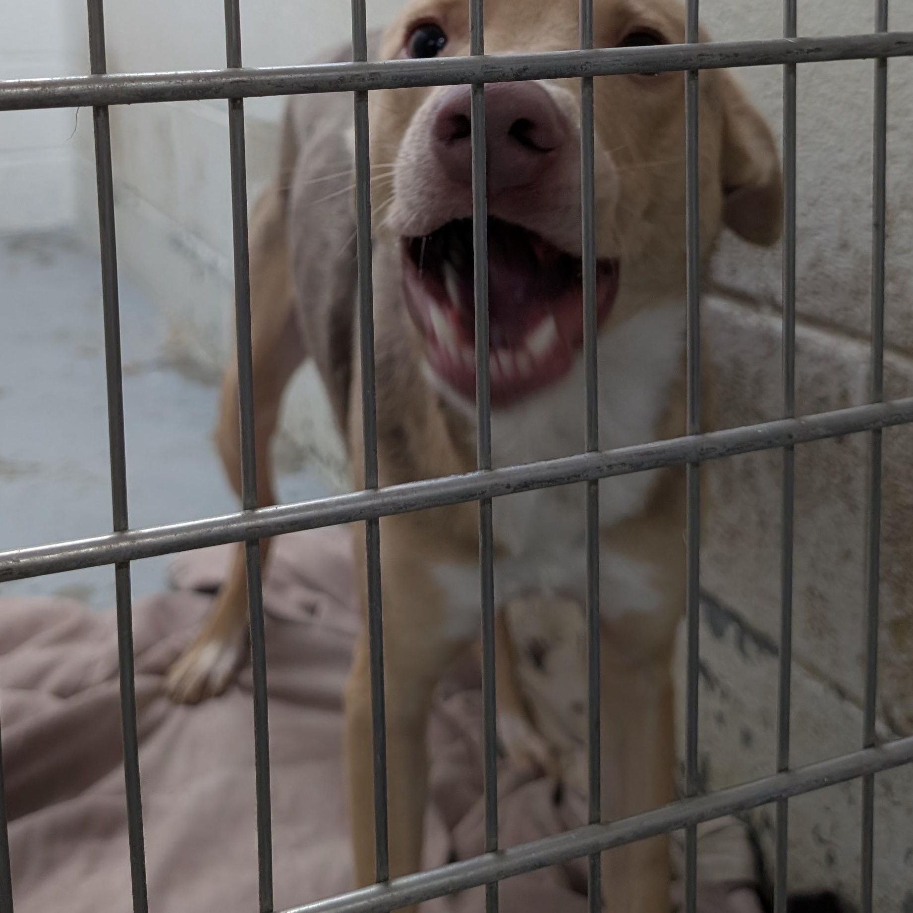 Enlarge 188265 Jerry , a ADOPTABLE Mixed Breed in Ravenna, OH image 3/4