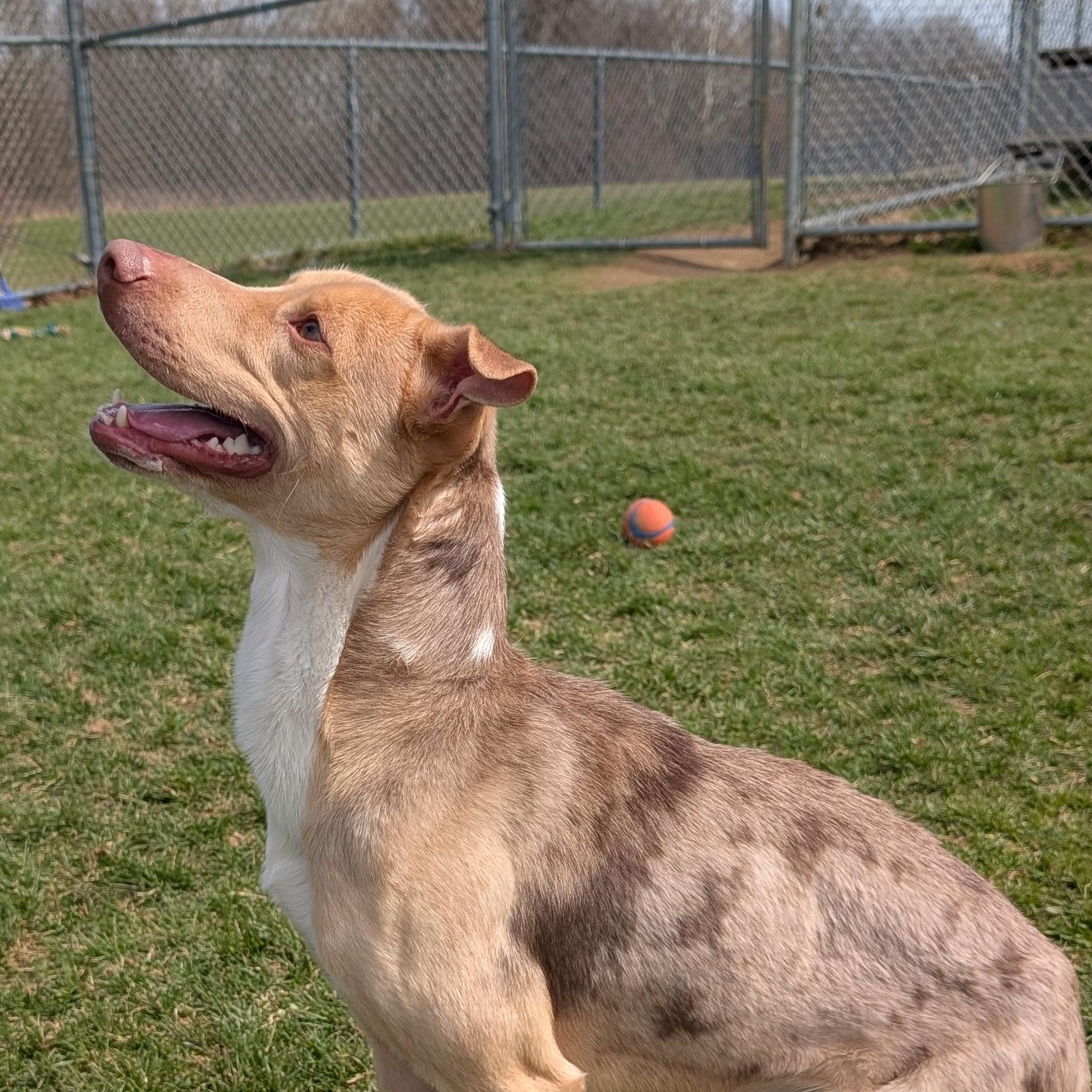 Enlarge 188265 Jerry , a ADOPTABLE Mixed Breed in Ravenna, OH image 4/5