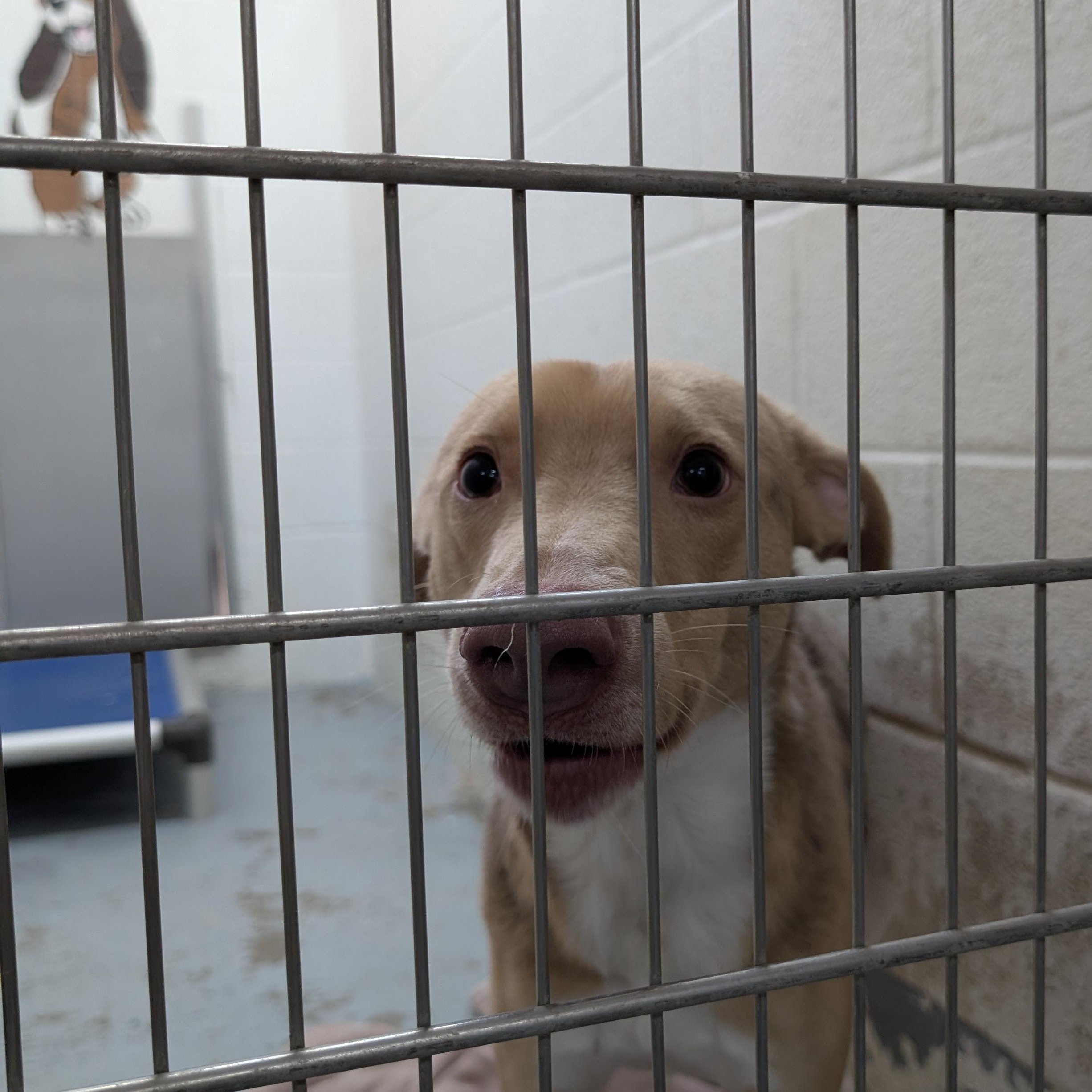 Enlarge 188265 Jerry , a ADOPTABLE Mixed Breed in Ravenna, OH image 4/4