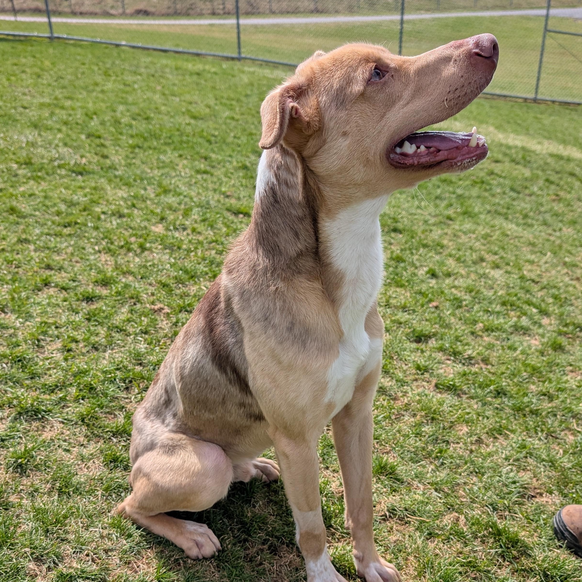 Enlarge 188265 Jerry , a ADOPTABLE Mixed Breed in Ravenna, OH image 3/5
