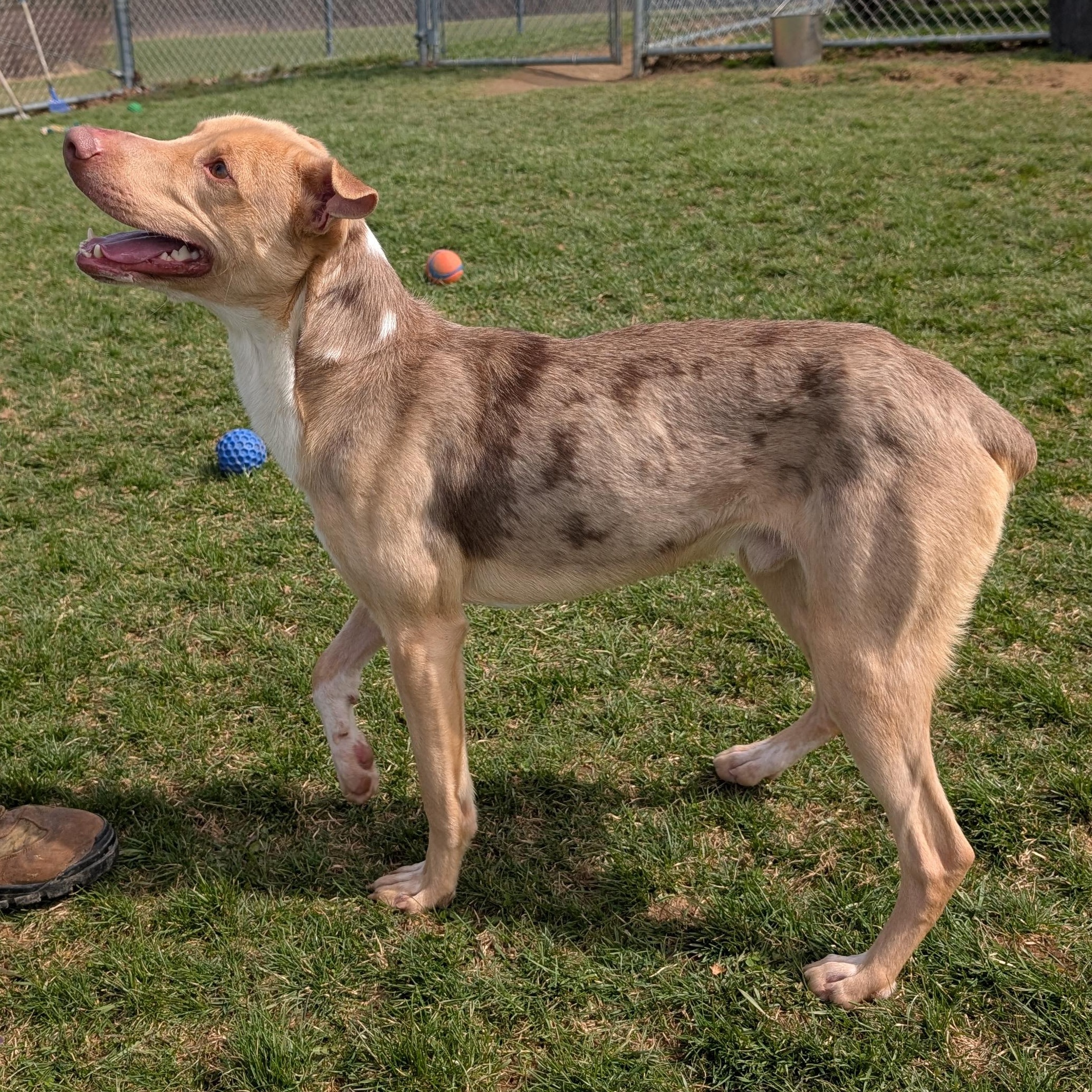 188265 Jerry , ADOPTABLE, Adult Male Mixed Breed.