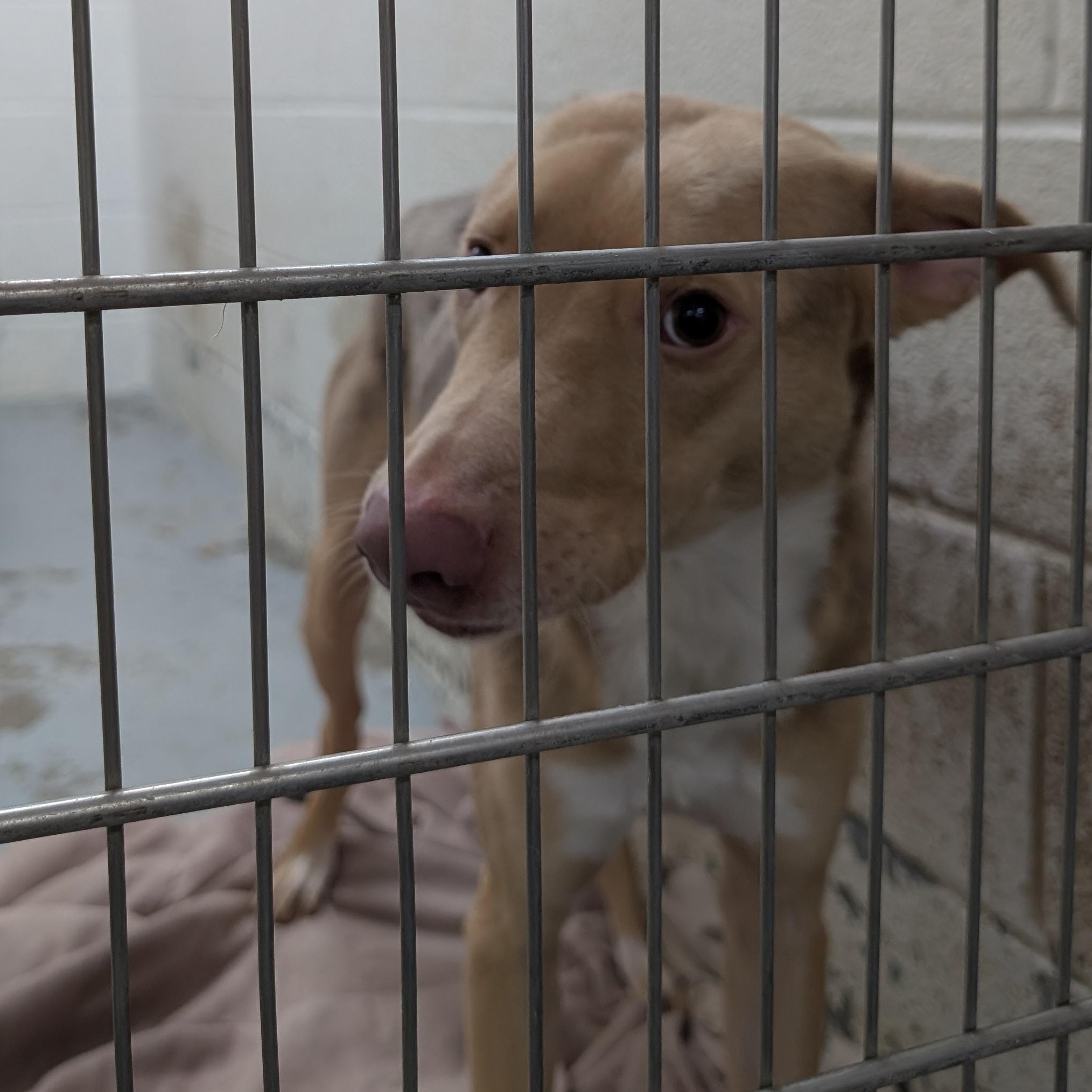 Enlarge 188265 Jerry , a ADOPTABLE Mixed Breed in Ravenna, OH image 1/4