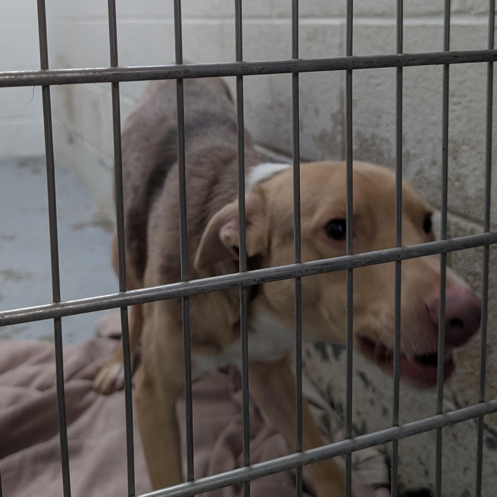 Enlarge 188265 Jerry , a ADOPTABLE Mixed Breed in Ravenna, OH image 2/4