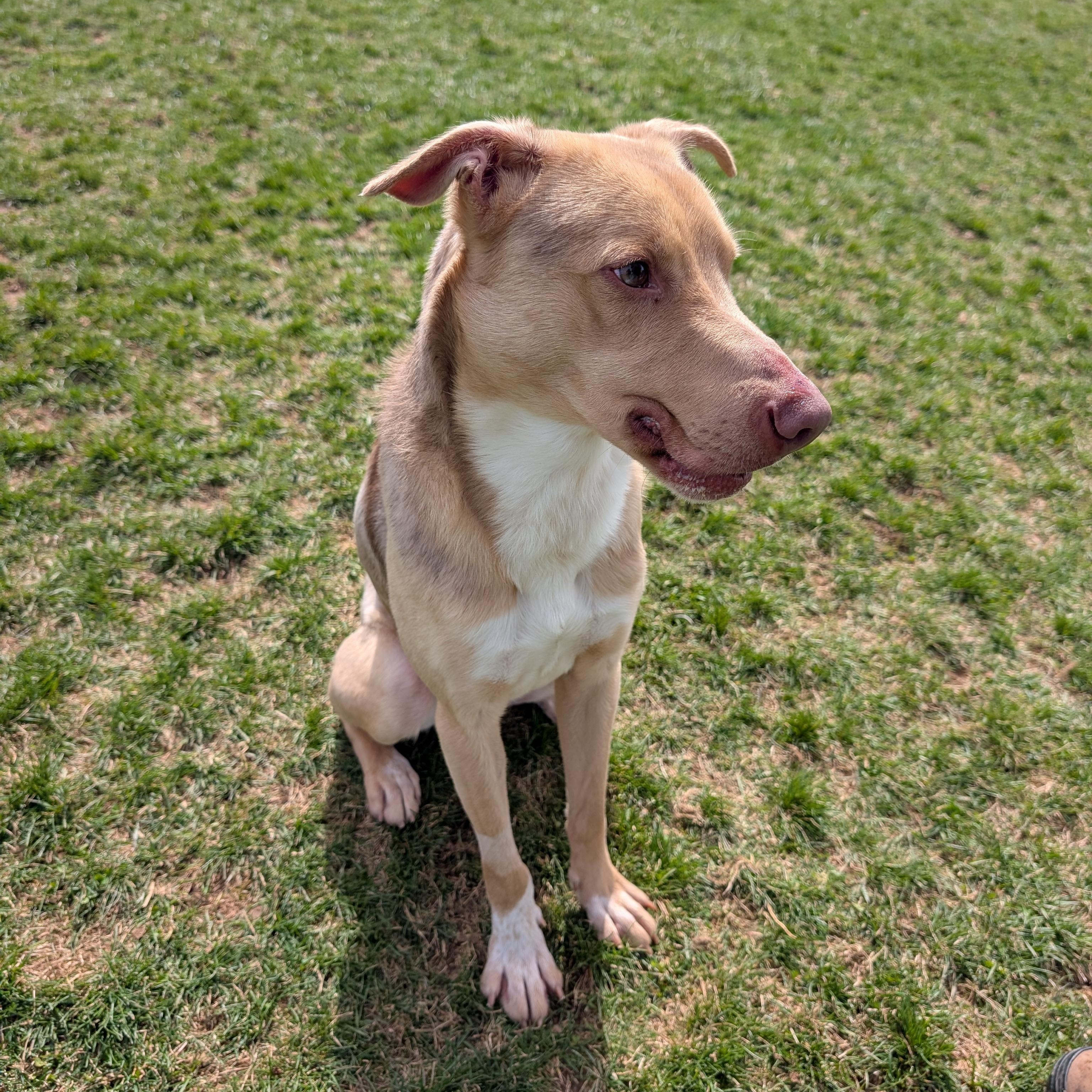 Enlarge 188265 Jerry , a ADOPTABLE Mixed Breed in Ravenna, OH image 2/5