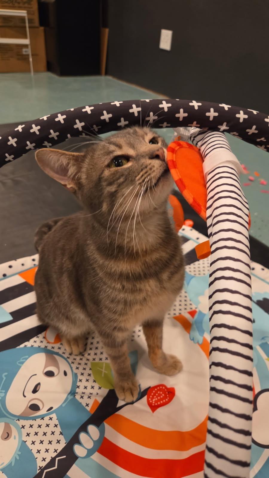 Enlarge Leo, a Adoptable Domestic Short Hair in Paradise, CA image 1/2