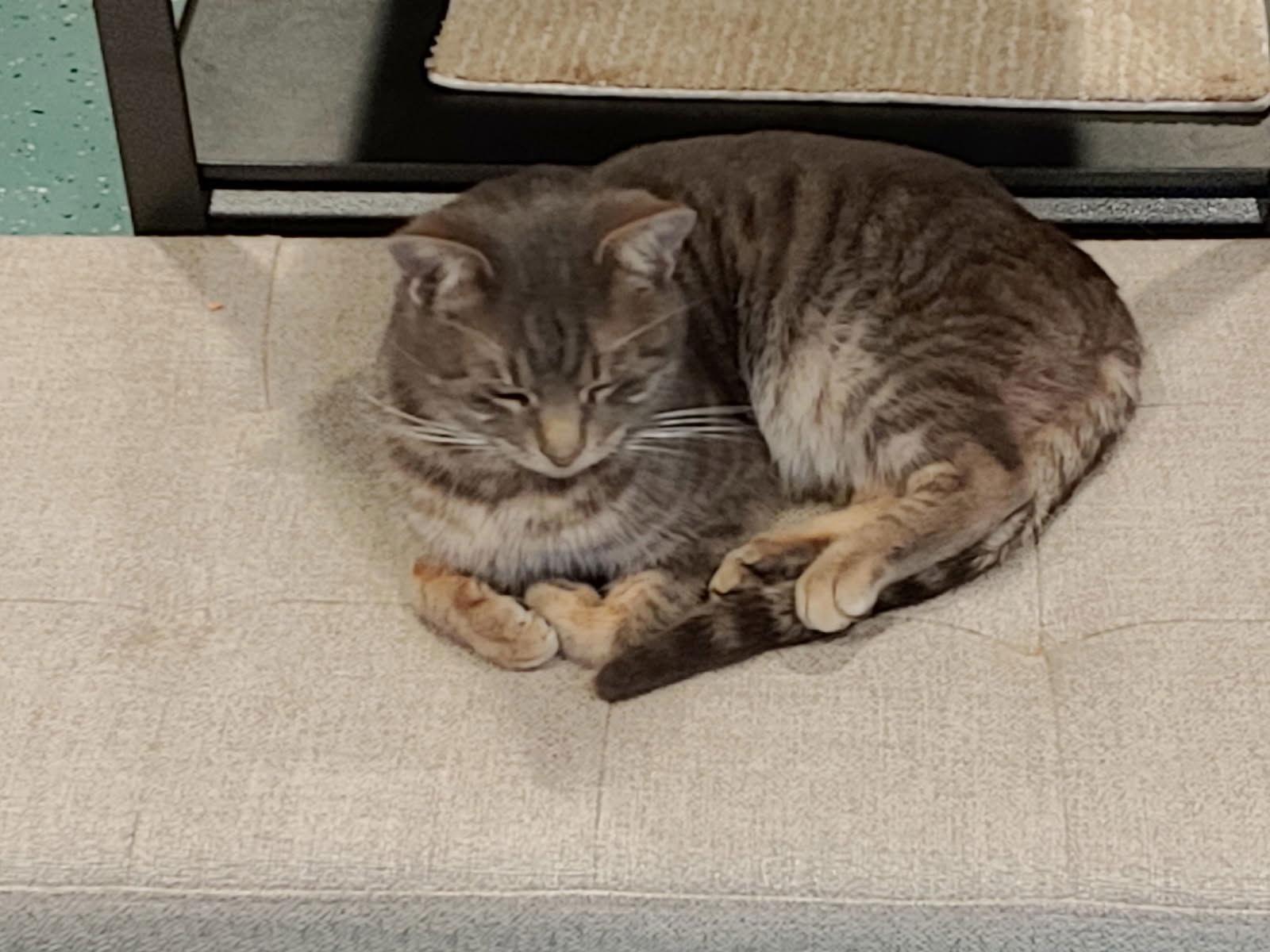 Leo, Adopted, Adult Male Domestic Short Hair.