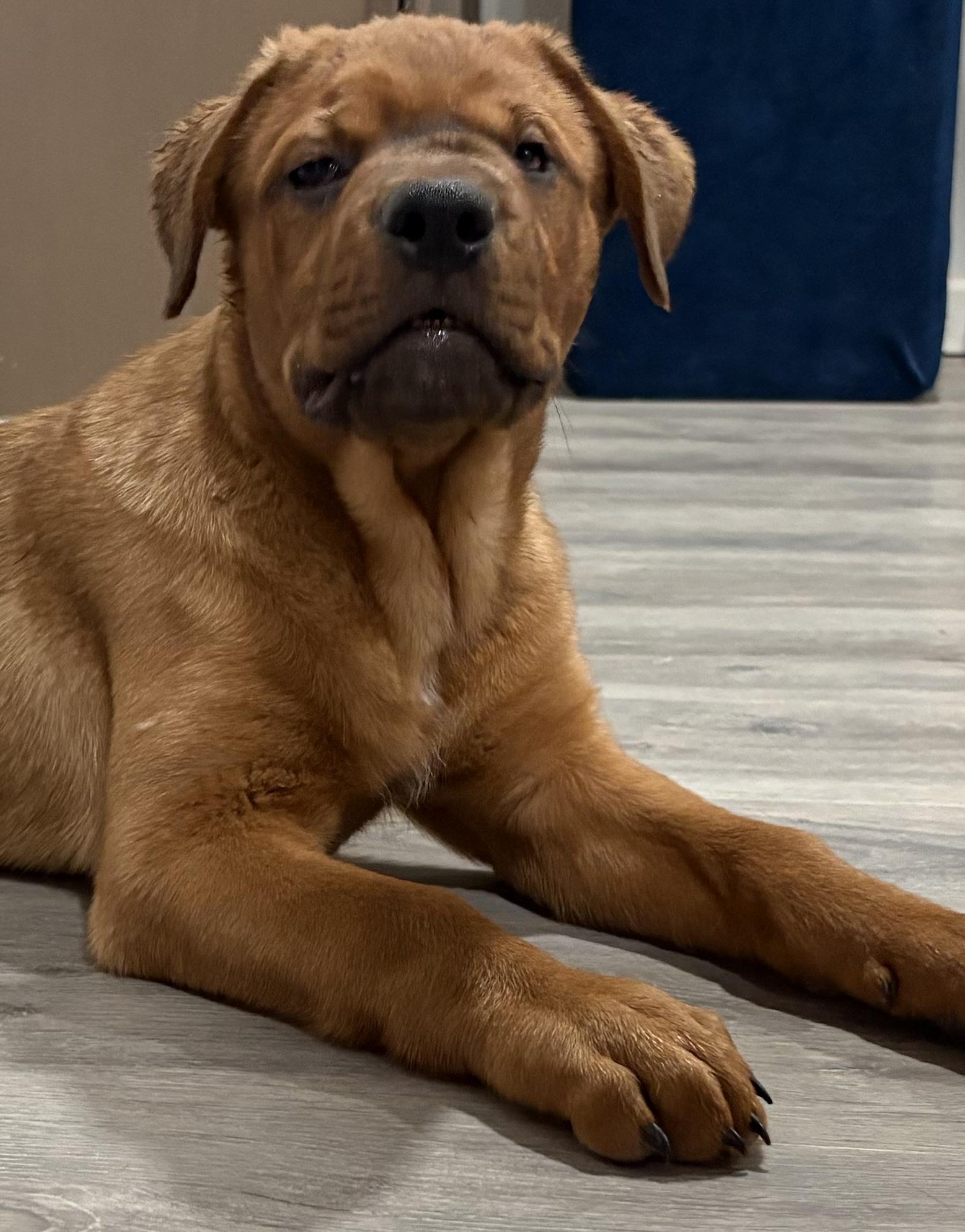 Nebo, adopted, Puppy Male Rottweiler.