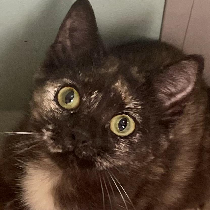 Tori, a ADOPTABLE Domestic Short Hair in Racine, WI image 1/4