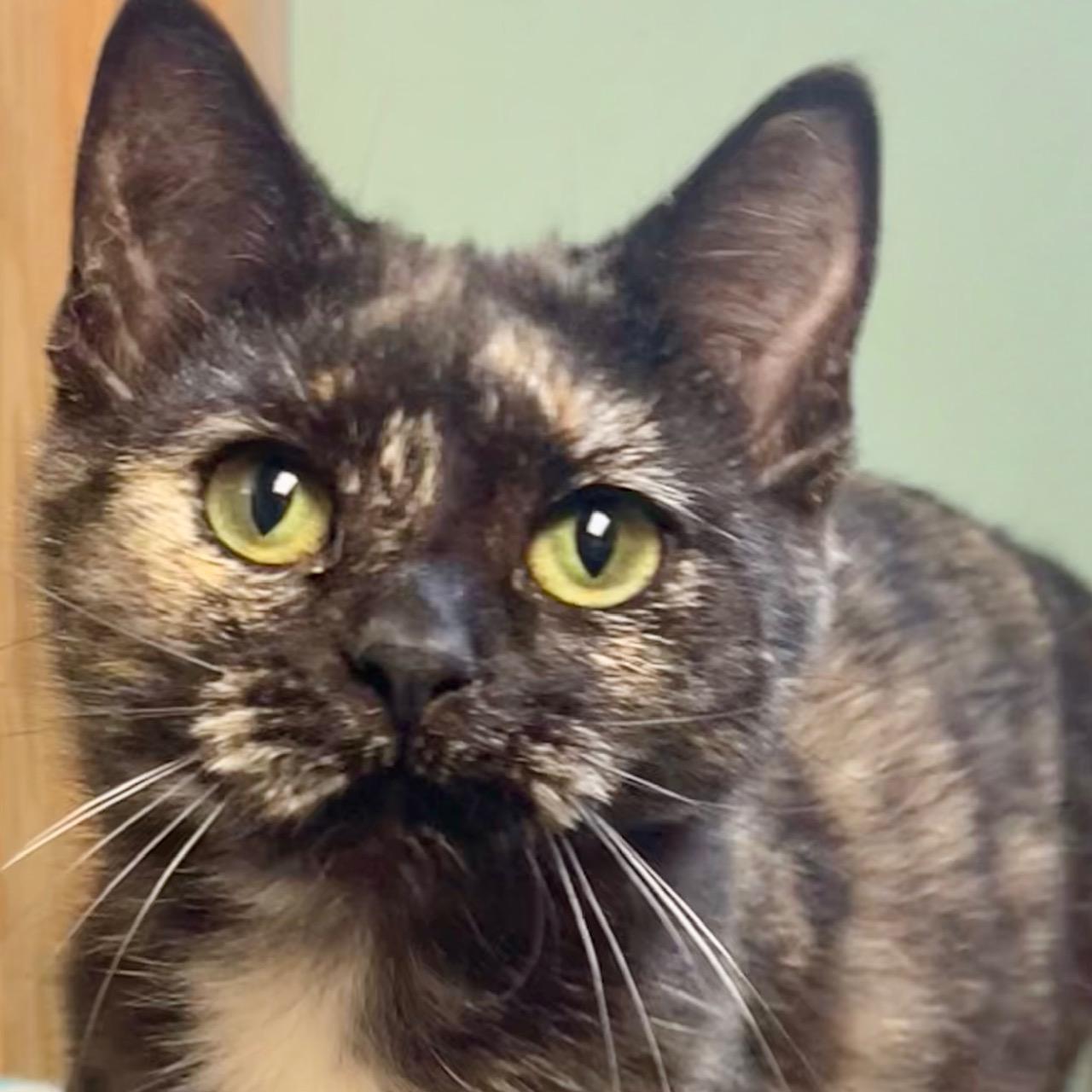 Tori, a ADOPTABLE Domestic Short Hair in Racine, WI image 4/4