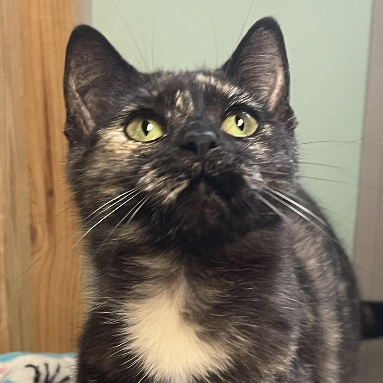 Tori, a ADOPTABLE Domestic Short Hair in Racine, WI image 2/4