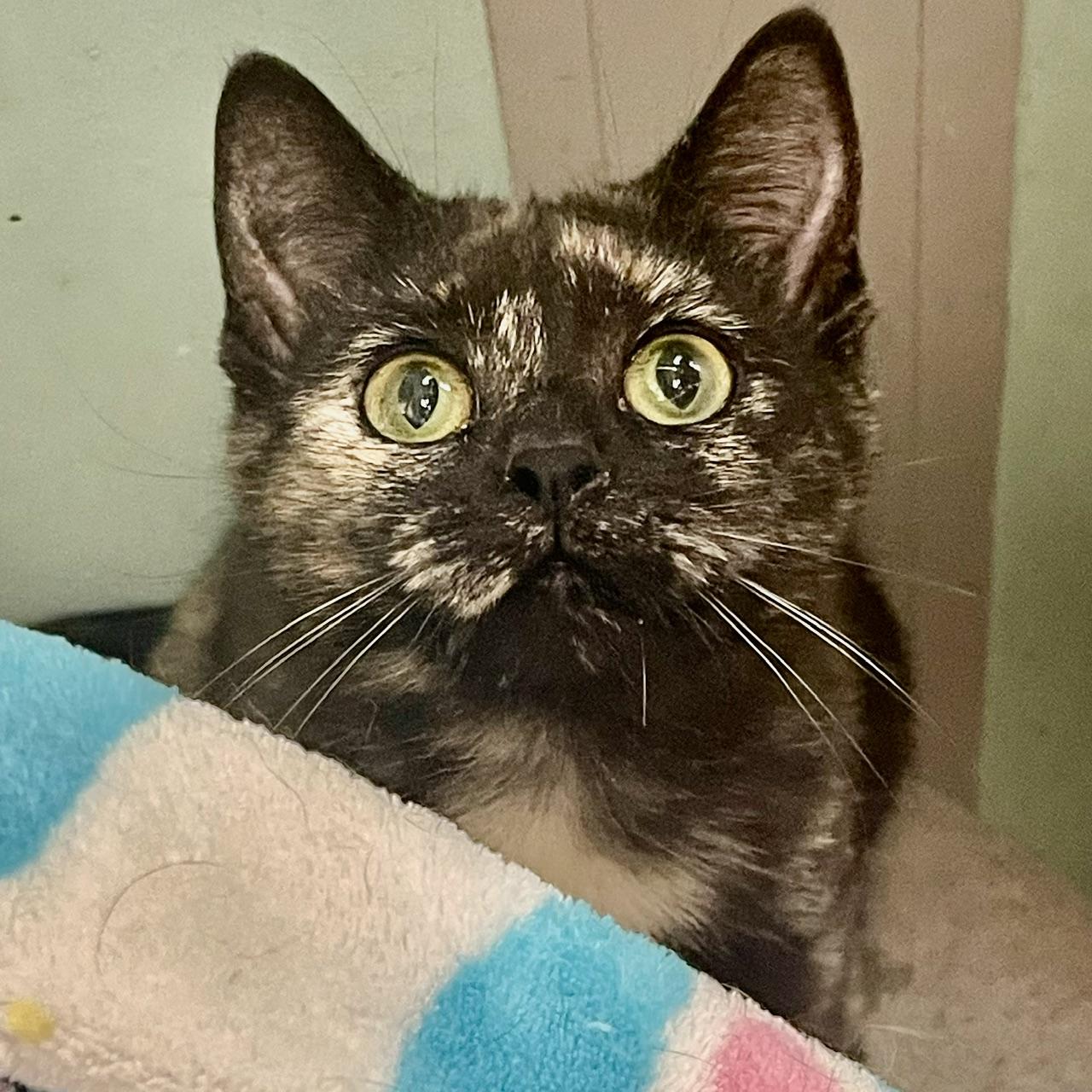 Tori, a ADOPTABLE Domestic Short Hair in Racine, WI image 3/4