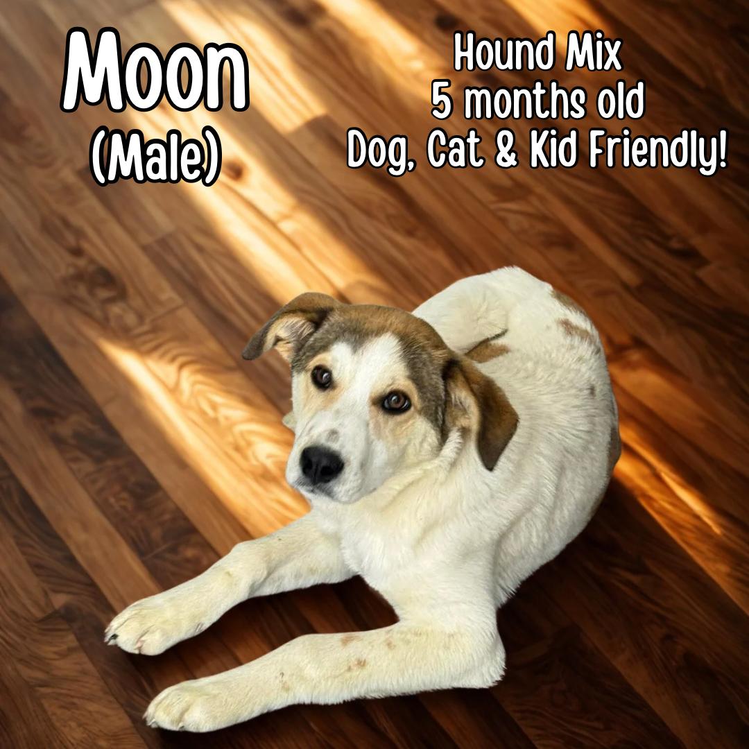 Enlarge Moon, a ADOPTABLE mixed breed in Lancaster, KY image 1/1