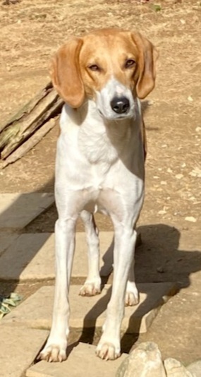 Enlarge FORREST, a Adoptable Foxhound in Byhalia, MS image 2/3