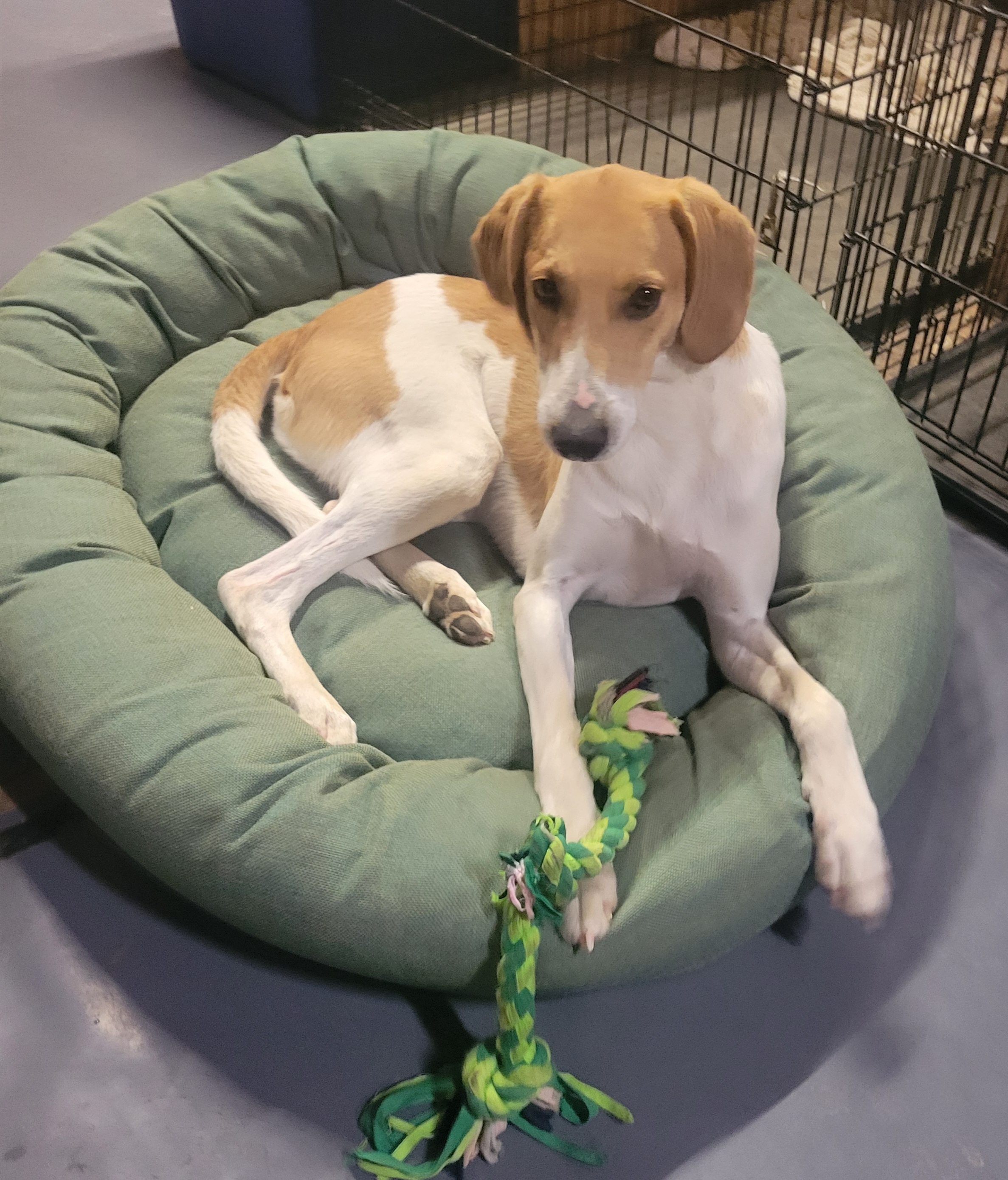 Enlarge FORREST, a Adoptable Foxhound in Byhalia, MS image 3/3