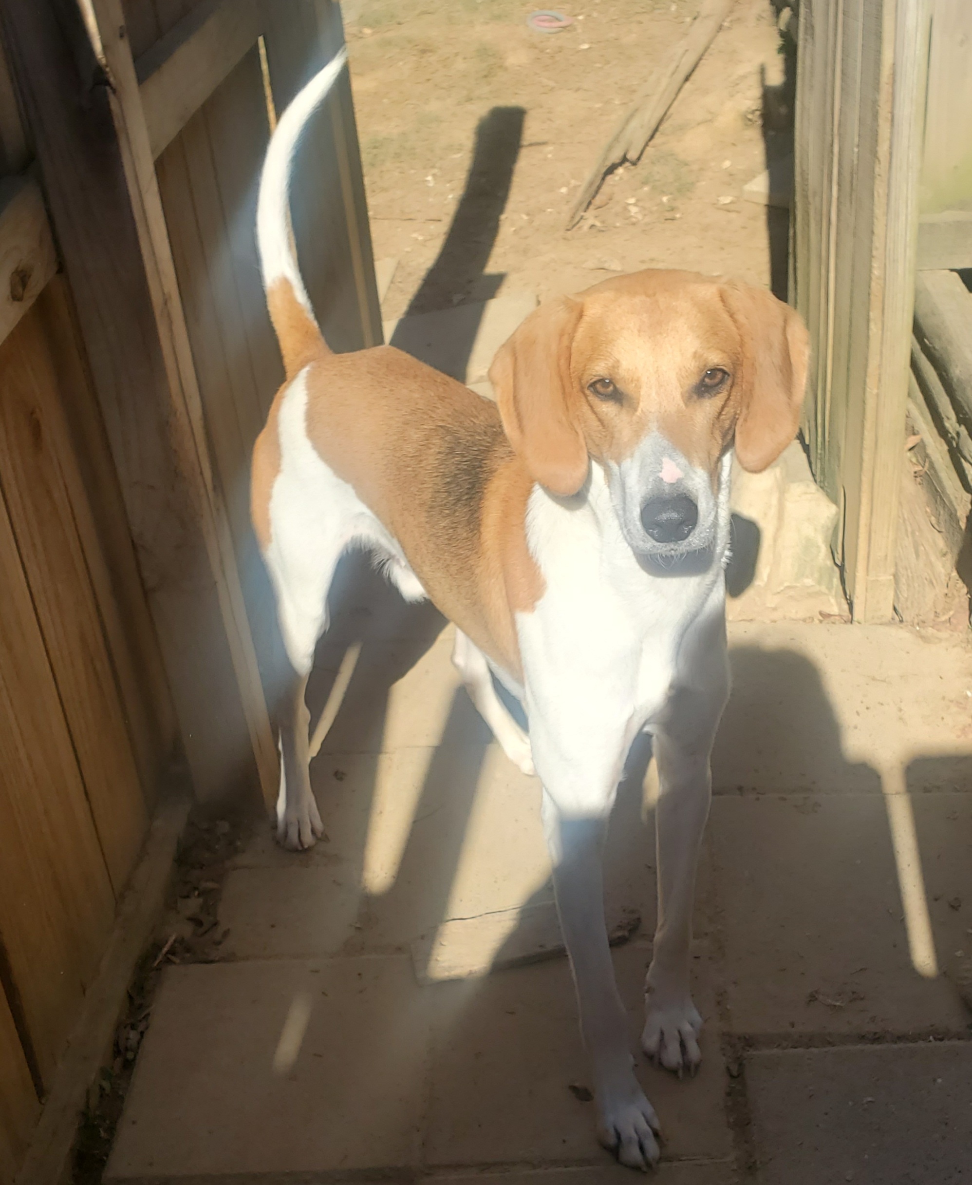 FORREST, Adoptable, Adult Male Foxhound.