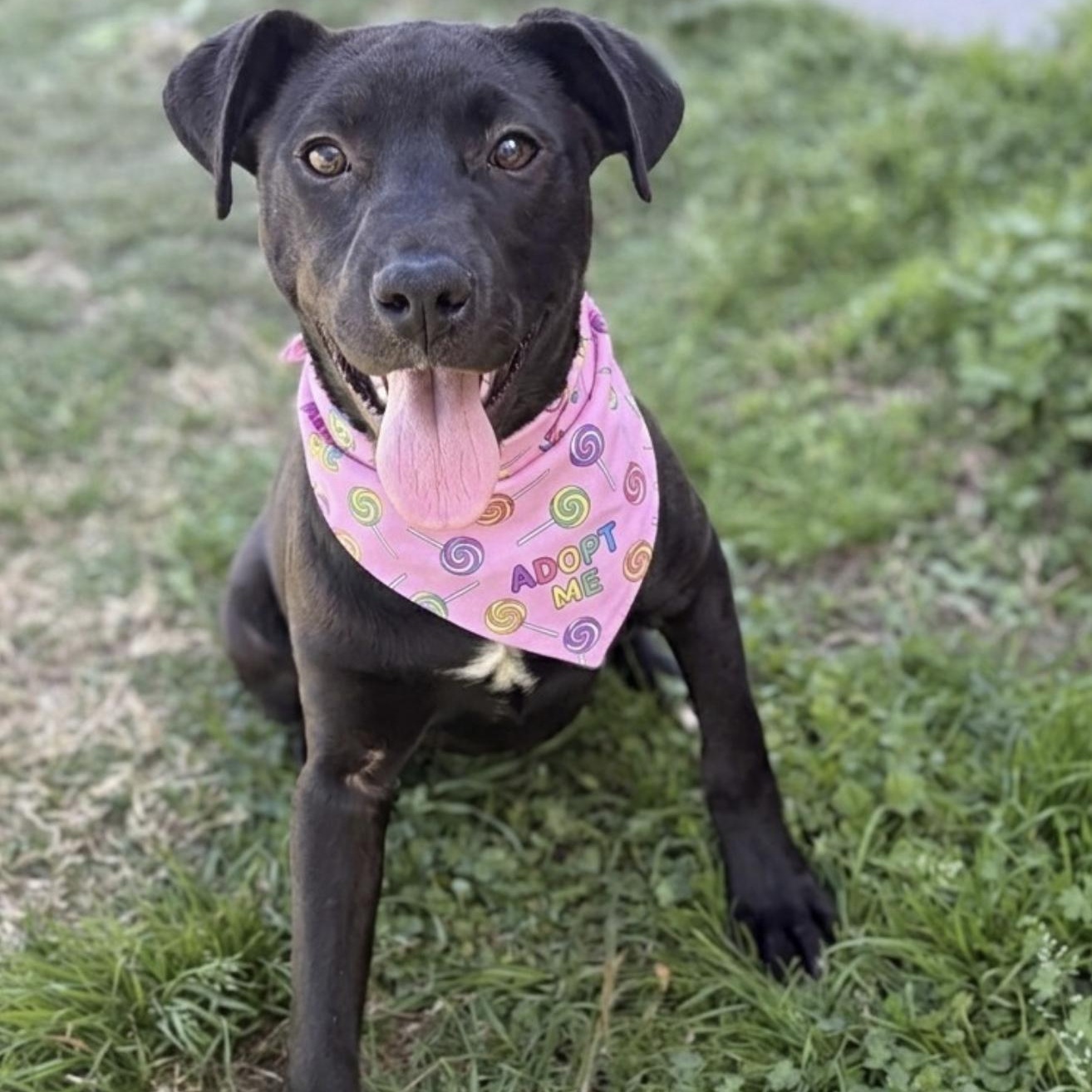 Nancy , ADOPTABLE, Puppy Female Labrador Retriever & Pit Bull Terrier.
