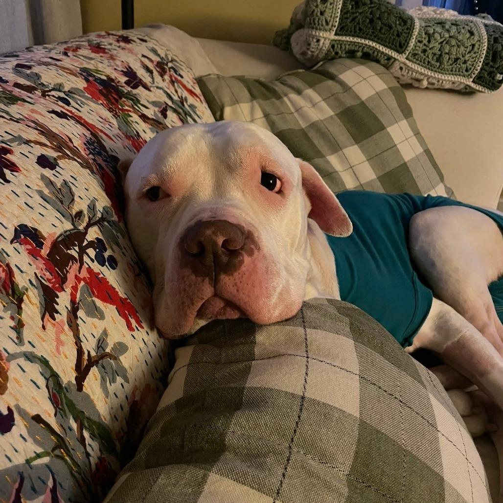 Lincoln, a Adoptable American Bulldog in Martinsburg, WV image 1/4