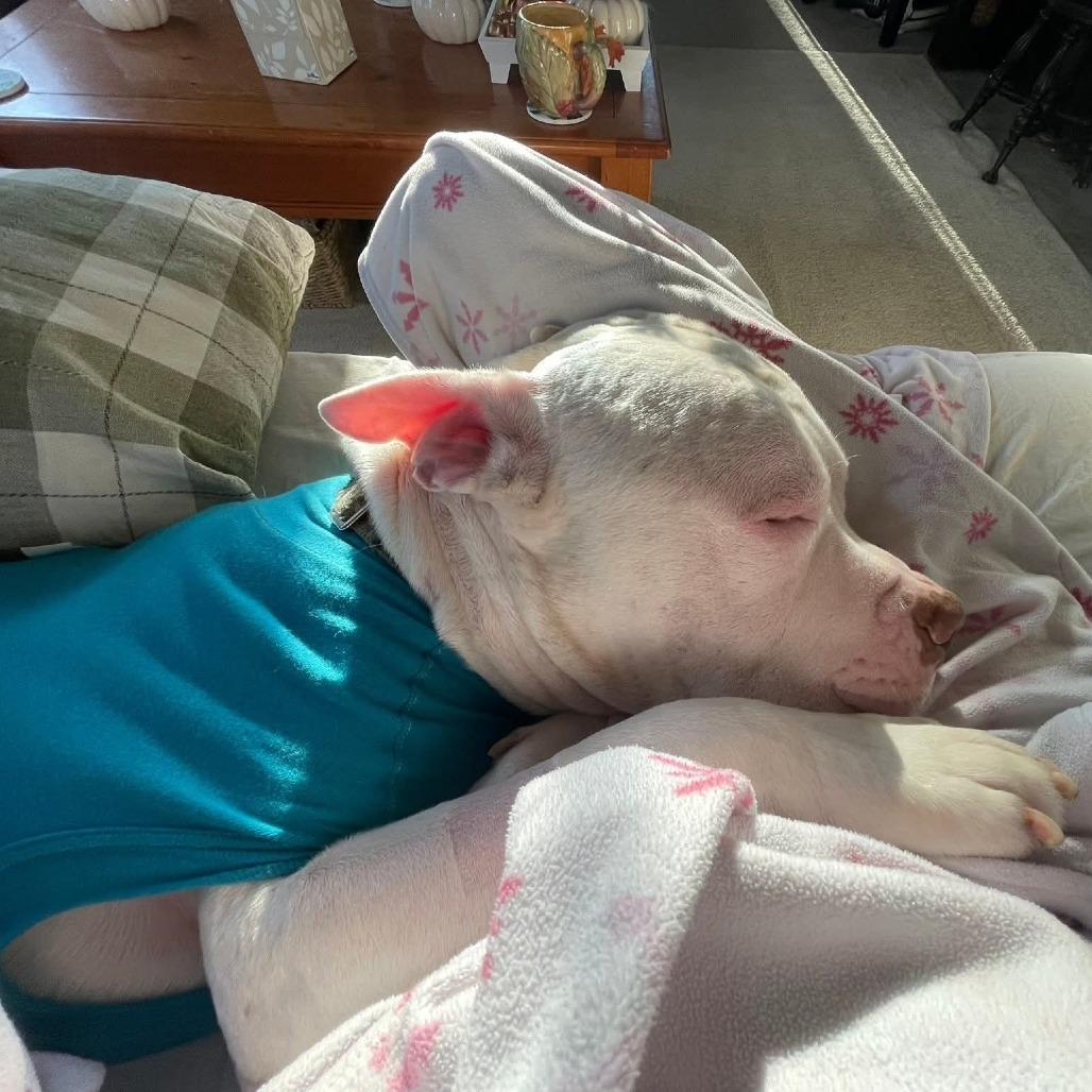 Lincoln, a Adoptable American Bulldog in Martinsburg, WV image 4/4