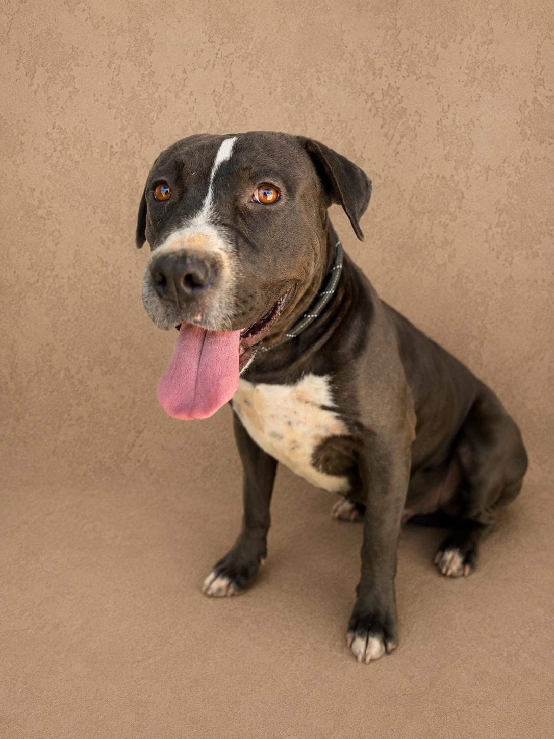 Jiyan, Adoptable, Young Female American Bully & Pit Bull Terrier.