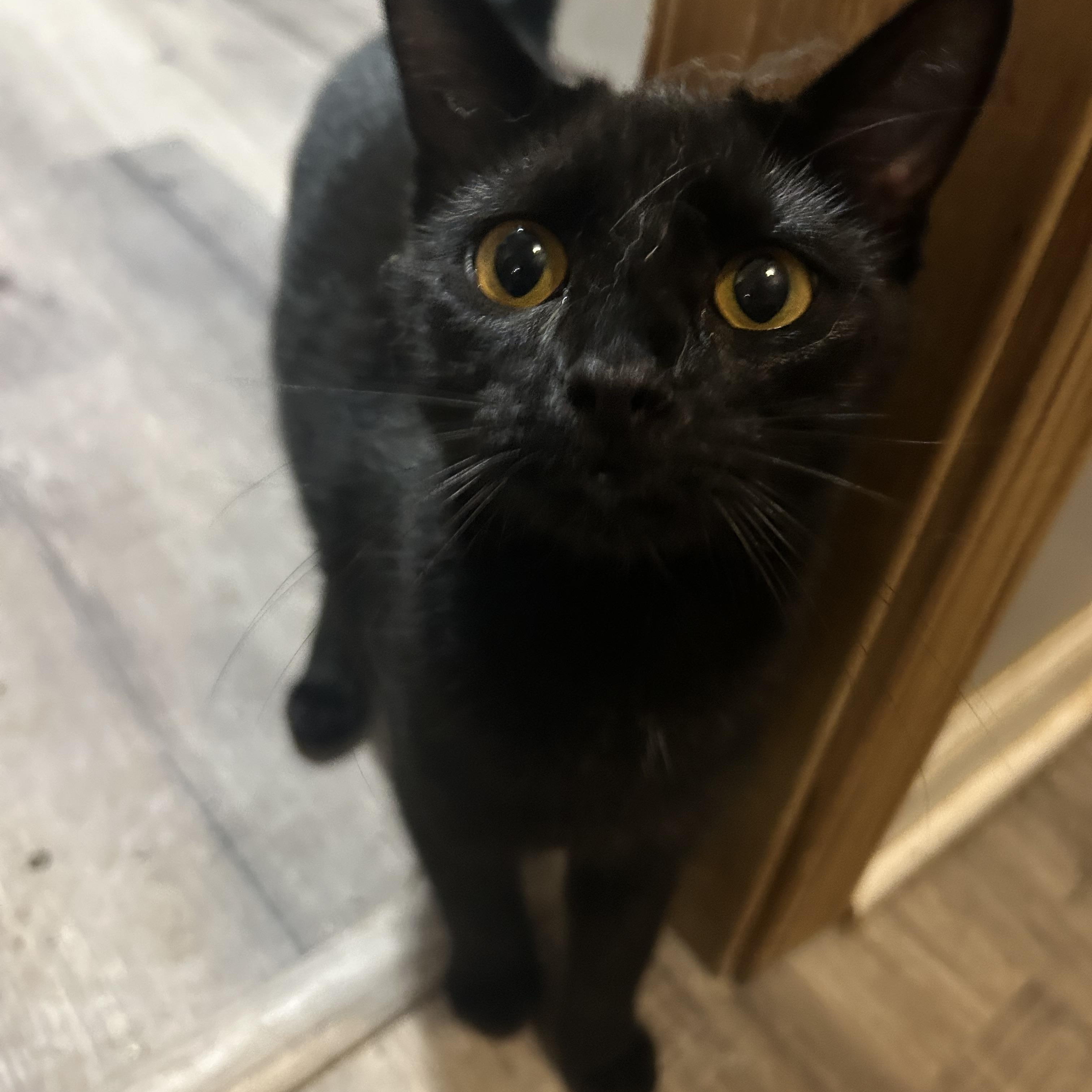 Enlarge Serena  --  (tv), a Adoptable mixed breed in Council Bluffs, IA image 2/2