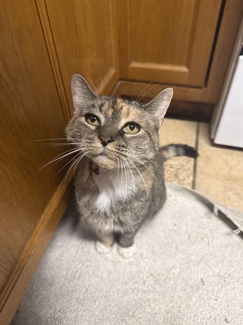 KOVU, Adoptable, Adult Female Domestic Short Hair.