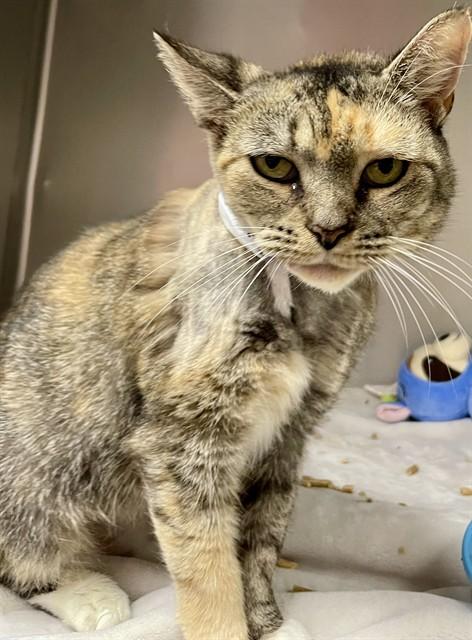 KOVU, Adoptable, Adult Female Domestic Short Hair.