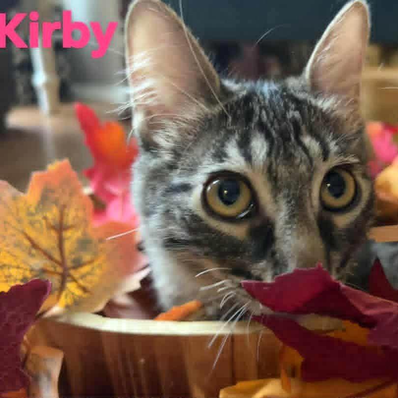 Kirby, Adoptable, Young Female Domestic Short Hair.