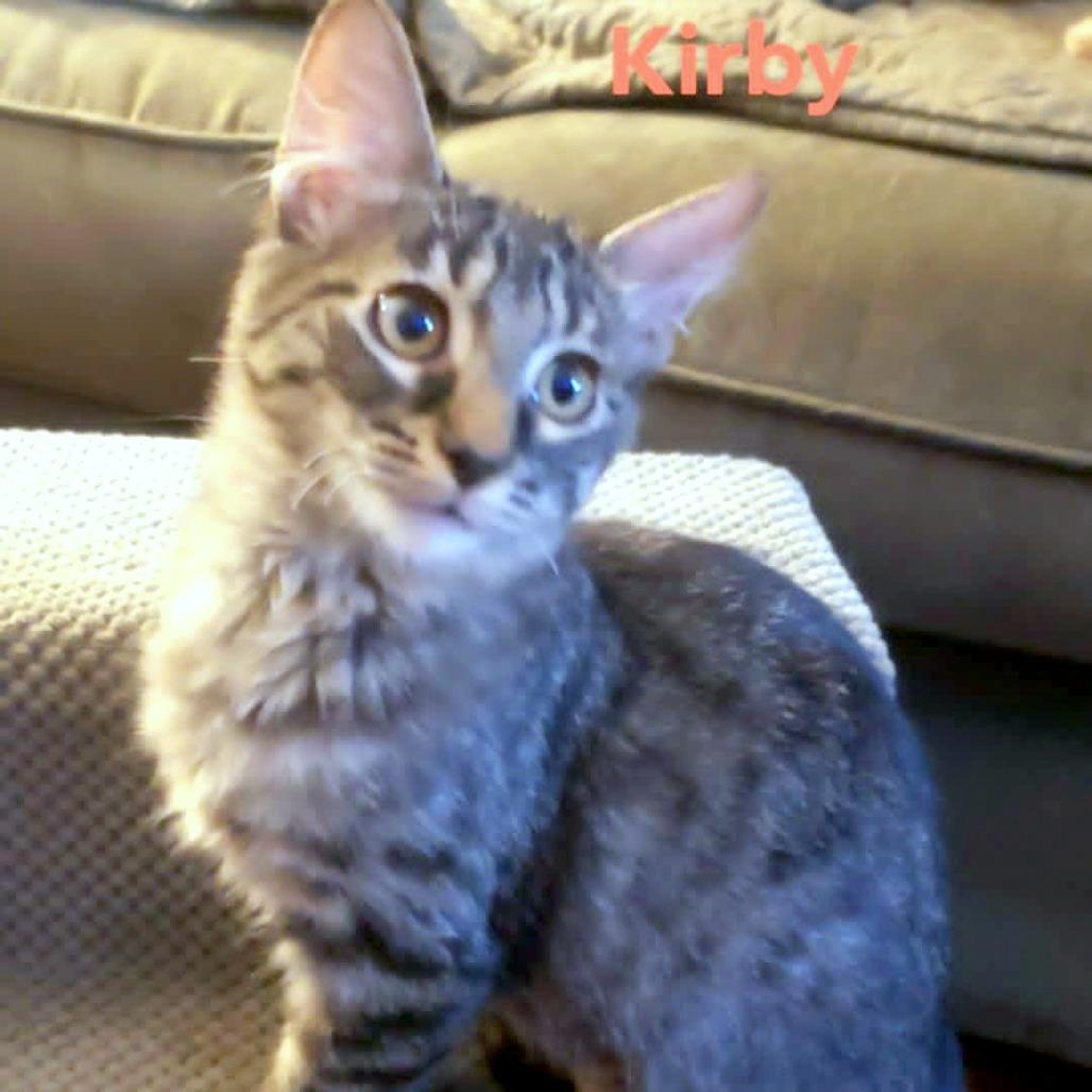 Kirby, a Adoptable Domestic Short Hair in FAIRWAY, KS image 2/6