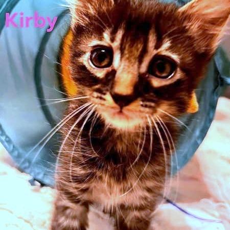 Kirby, a Adoptable Domestic Short Hair in FAIRWAY, KS image 3/6
