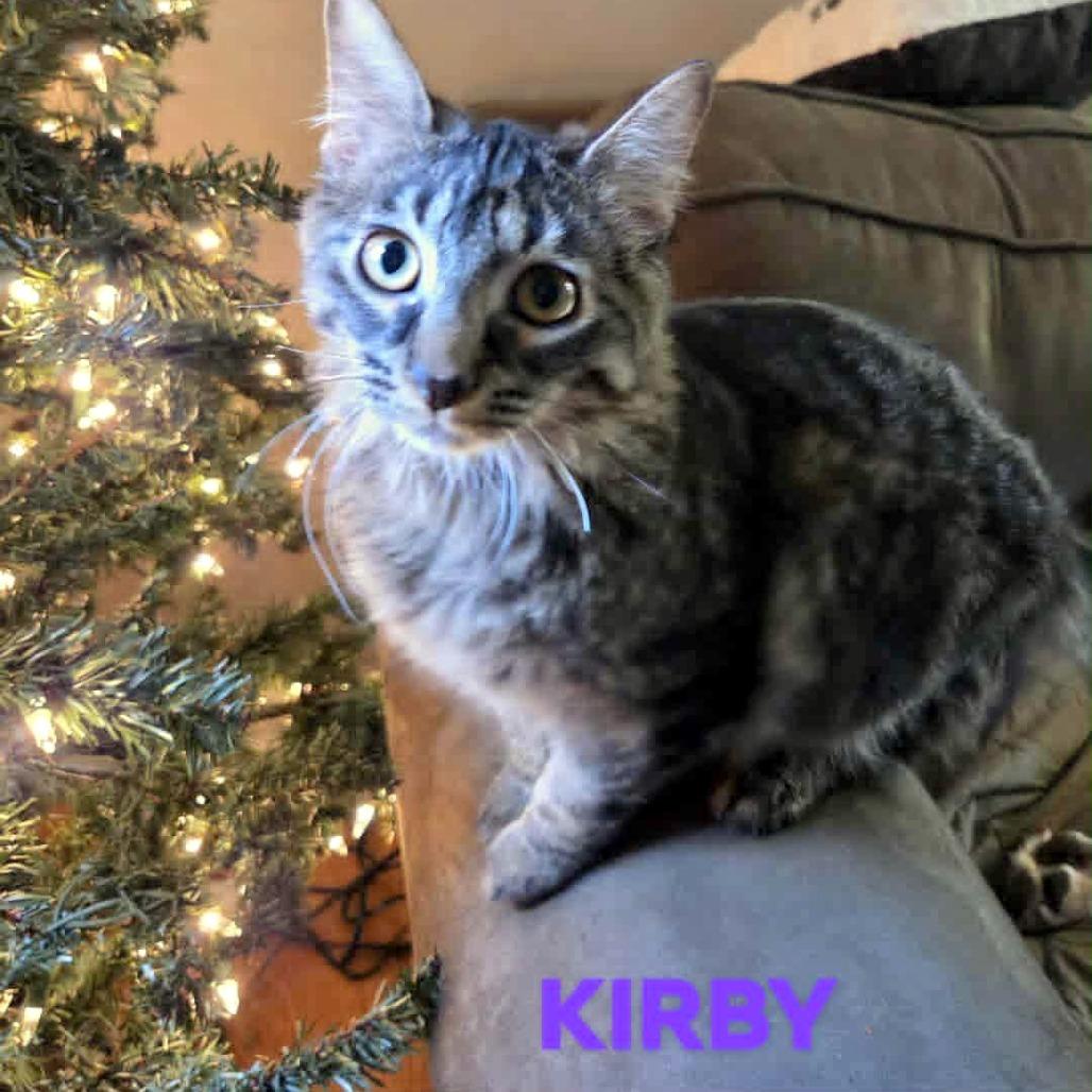 Kirby, a Adoptable Domestic Short Hair in FAIRWAY, KS image 4/6