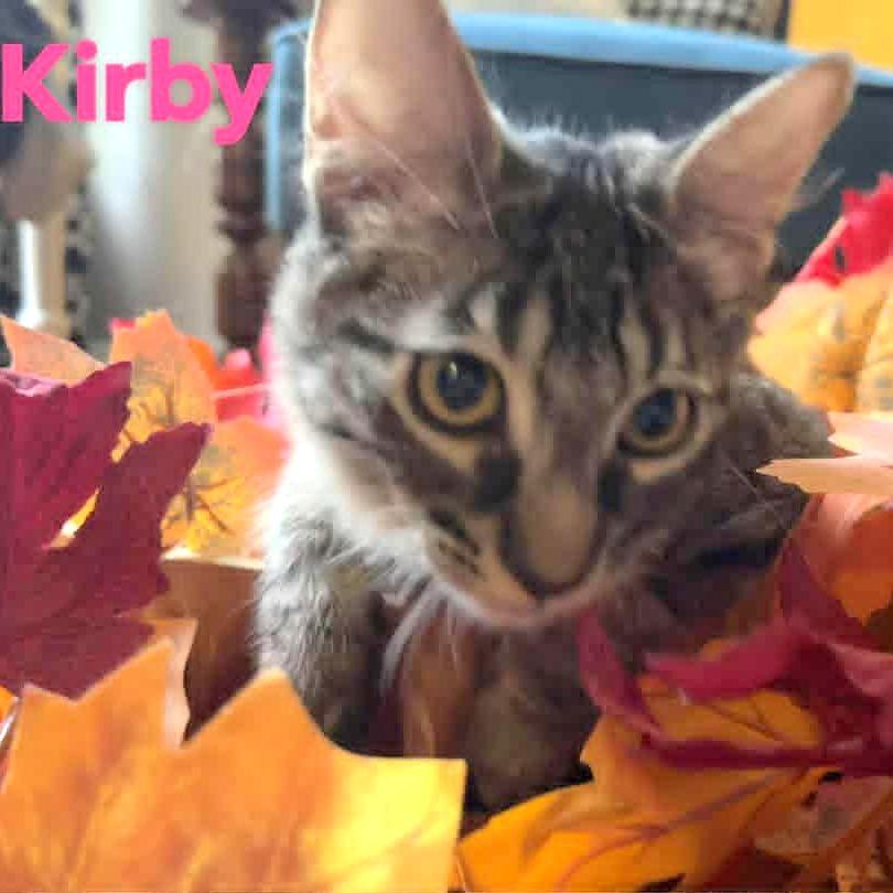 Kirby, a Adoptable Domestic Short Hair in FAIRWAY, KS image 5/6
