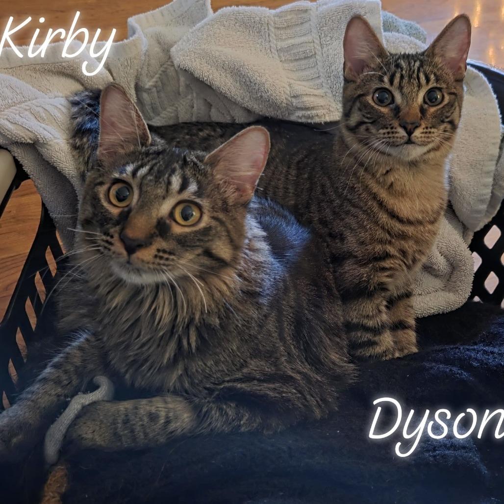 Kirby, a Adoptable Domestic Short Hair in FAIRWAY, KS image 6/6