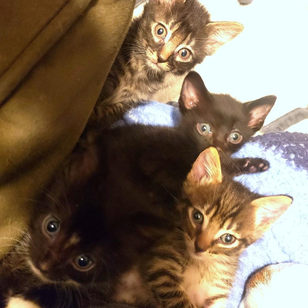 Kirby, a Adoptable Domestic Short Hair in FAIRWAY, KS image 6/6