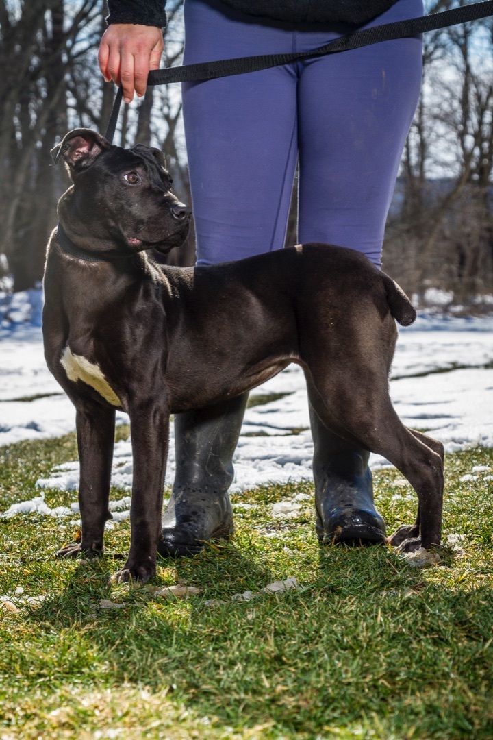 Enlarge Rain, a Adoptable mixed breed in Chester Springs, PA image 1/1
