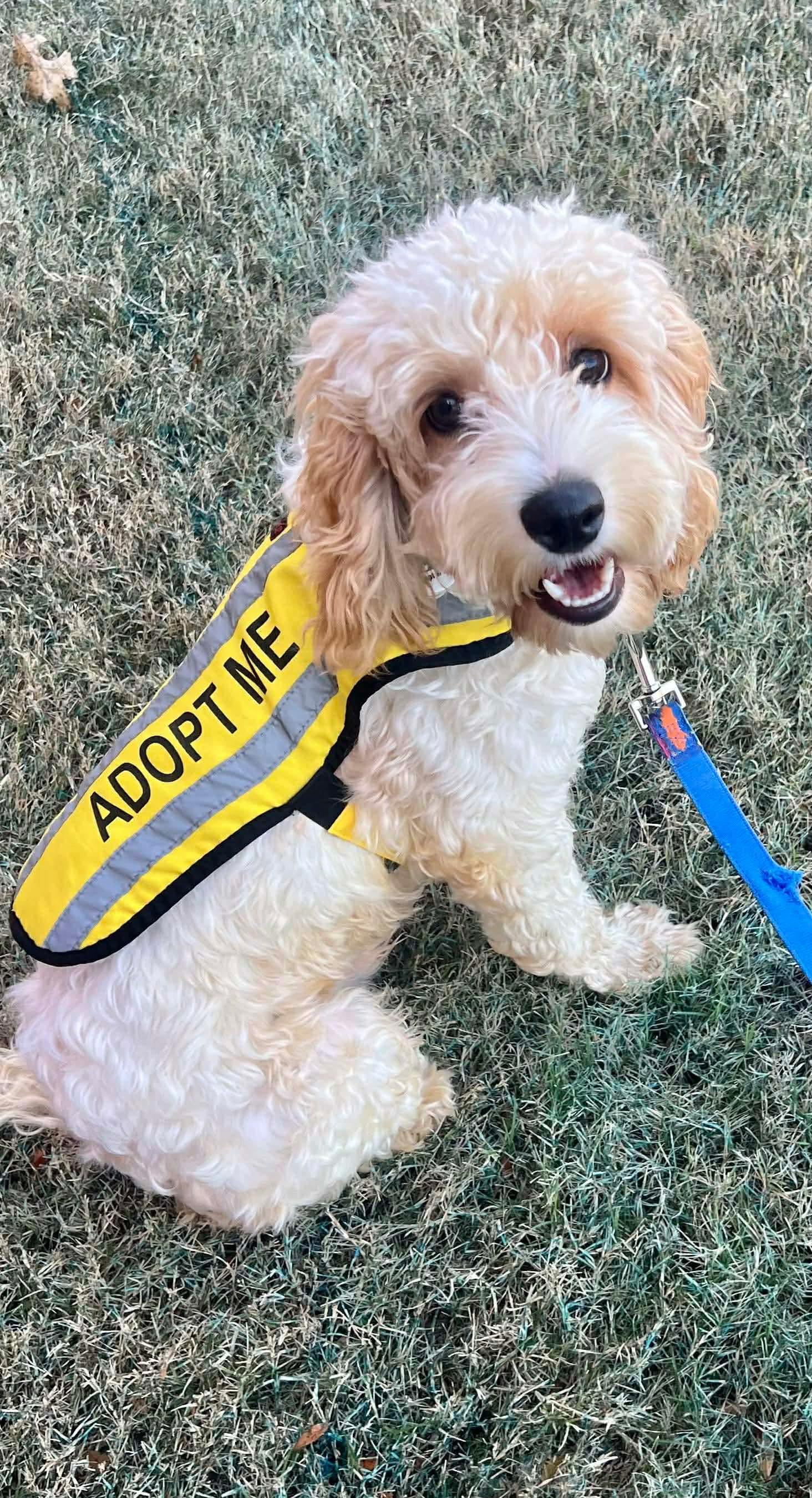 Enlarge Pierre, a Adopted Cockapoo in Munford, TN image 1/3