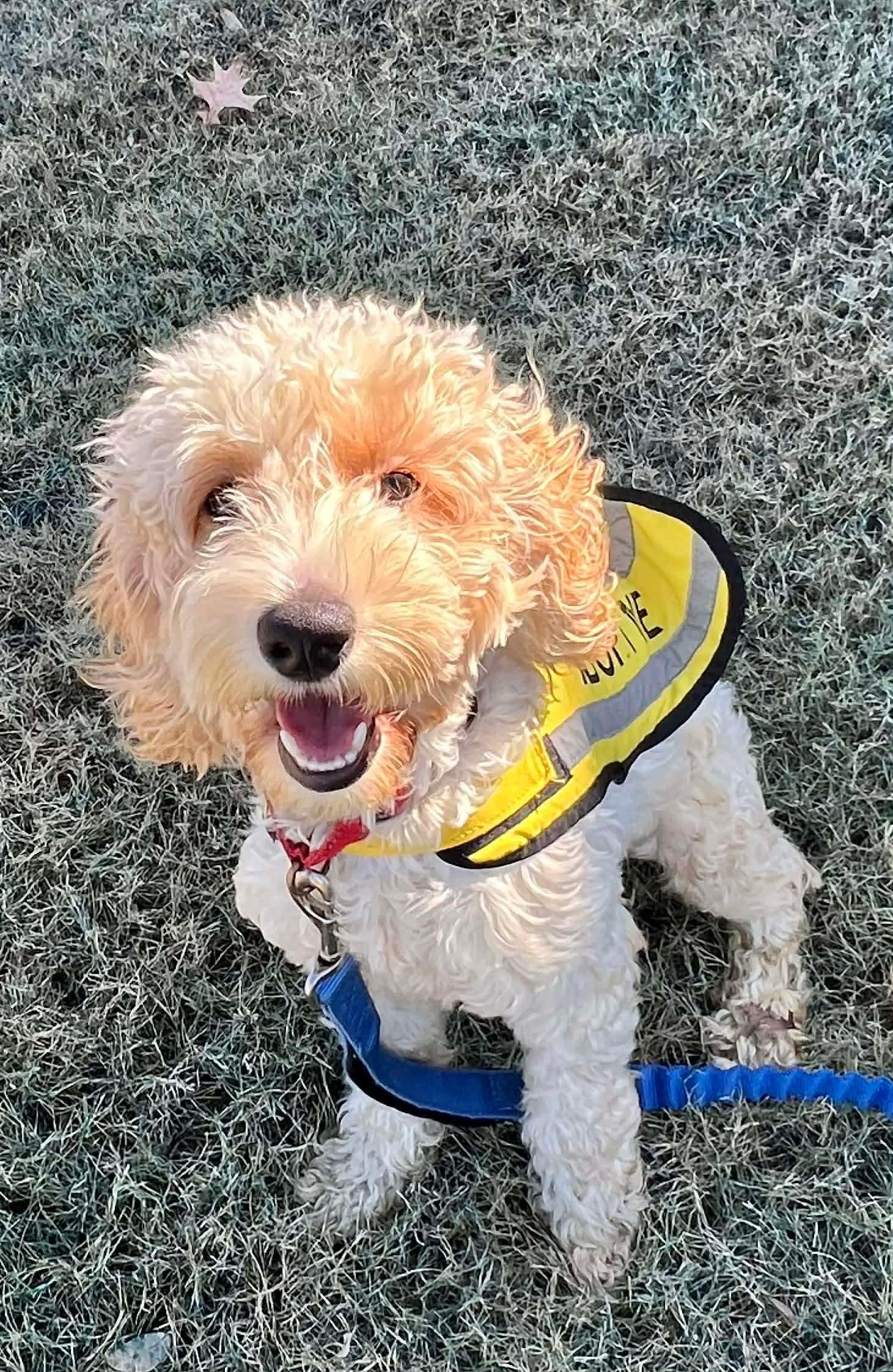 Enlarge Pierre, a Adopted Cockapoo in Munford, TN image 3/3