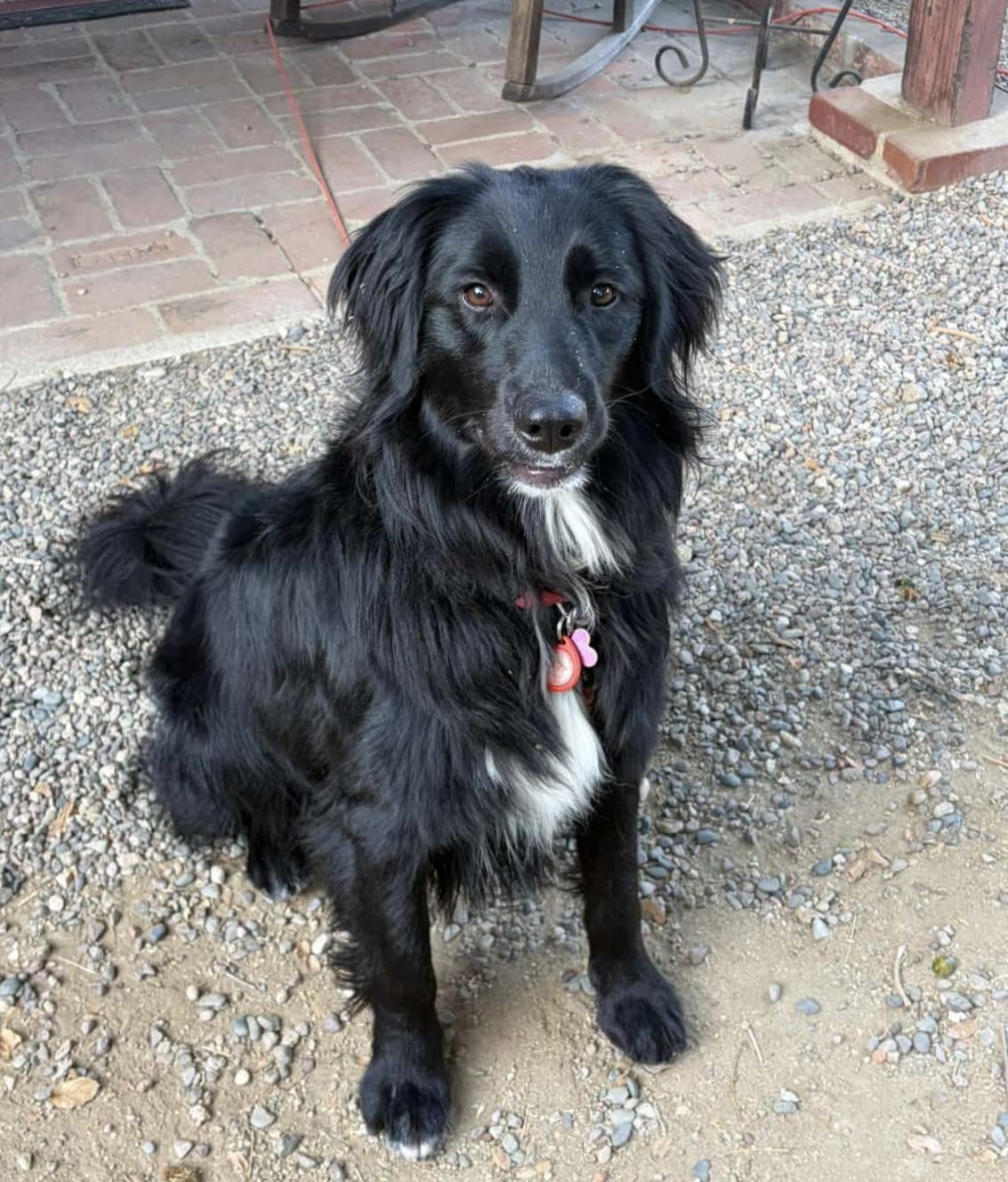 Enlarge Scrabble, a Adopted mixed breed in Van Nuys, CA image 1/6