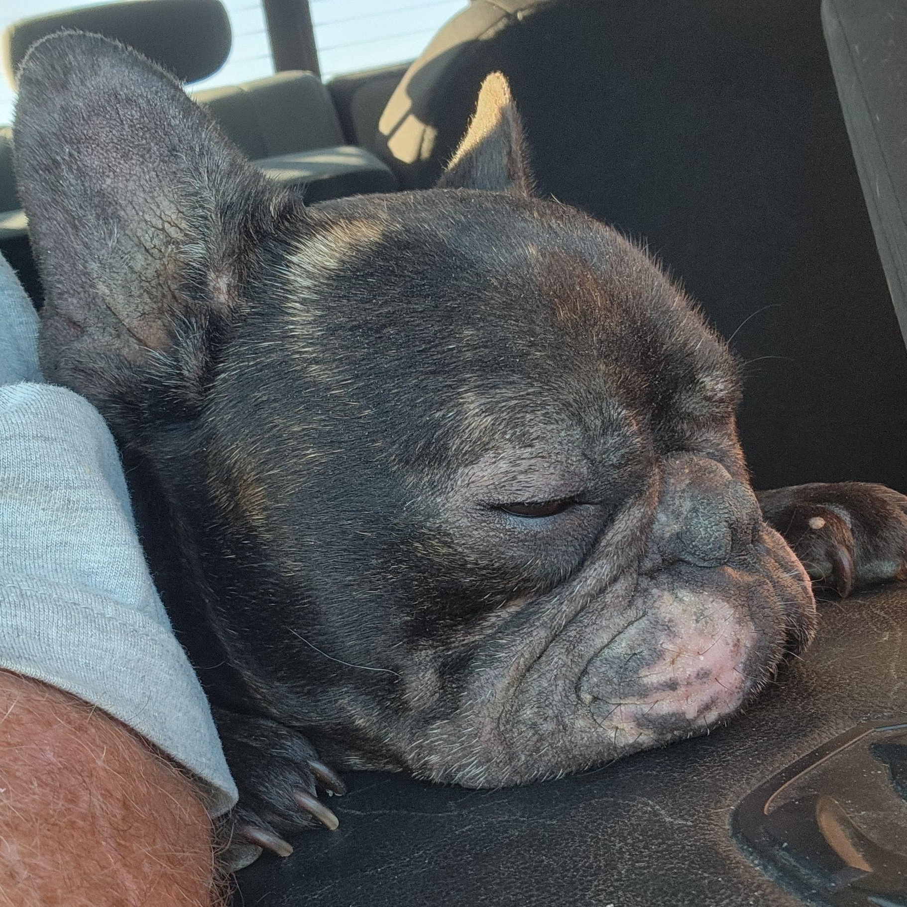 Enlarge ACE, a ADOPTABLE French Bulldog in ROWLETT, TX image 2/6