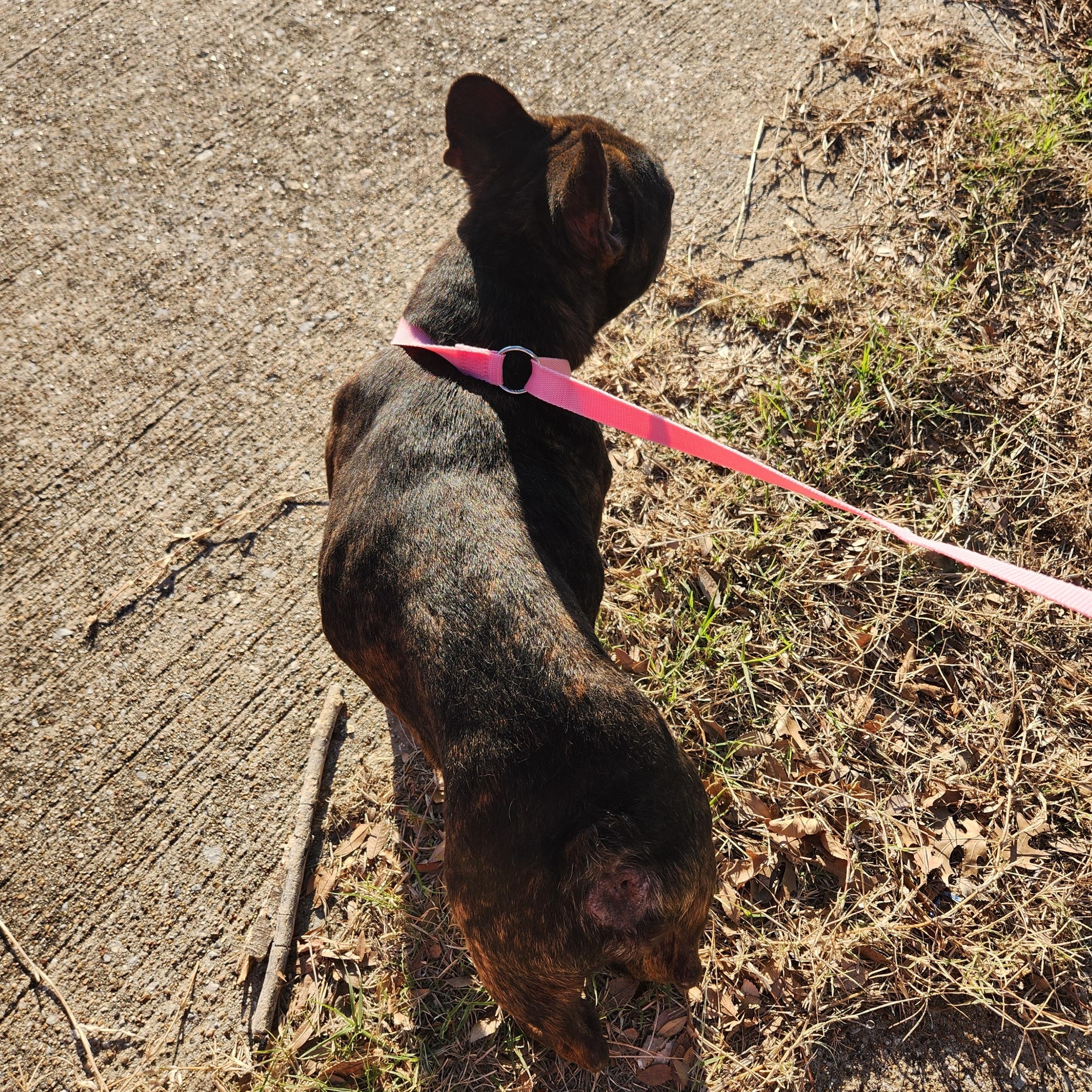 Enlarge ACE, a ADOPTABLE French Bulldog in ROWLETT, TX image 3/6