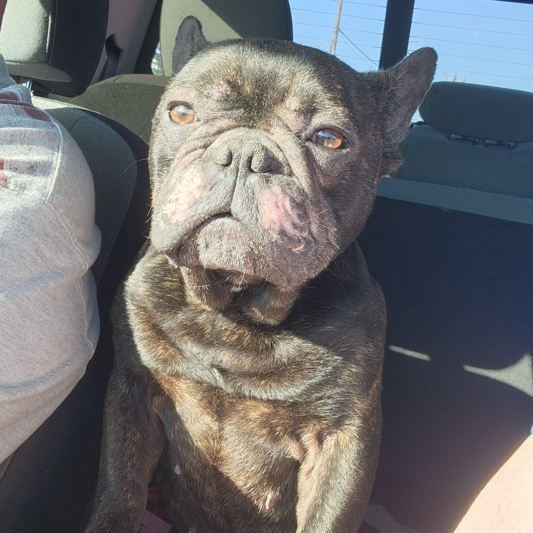 Enlarge ACE, a ADOPTABLE French Bulldog in ROWLETT, TX image 1/6