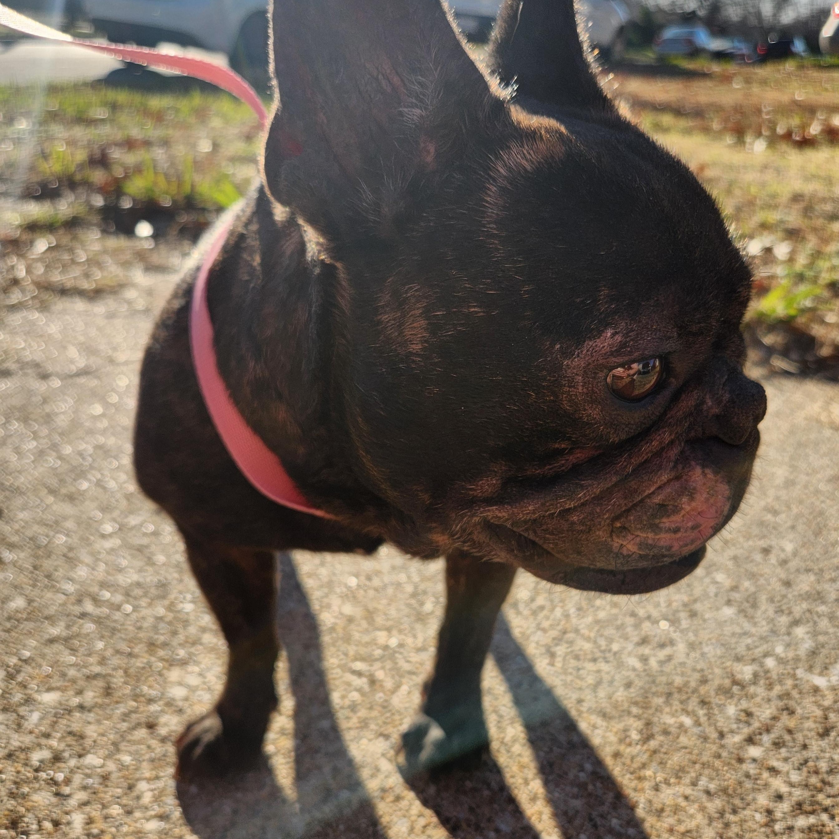 Enlarge ACE, a ADOPTABLE French Bulldog in ROWLETT, TX image 5/6