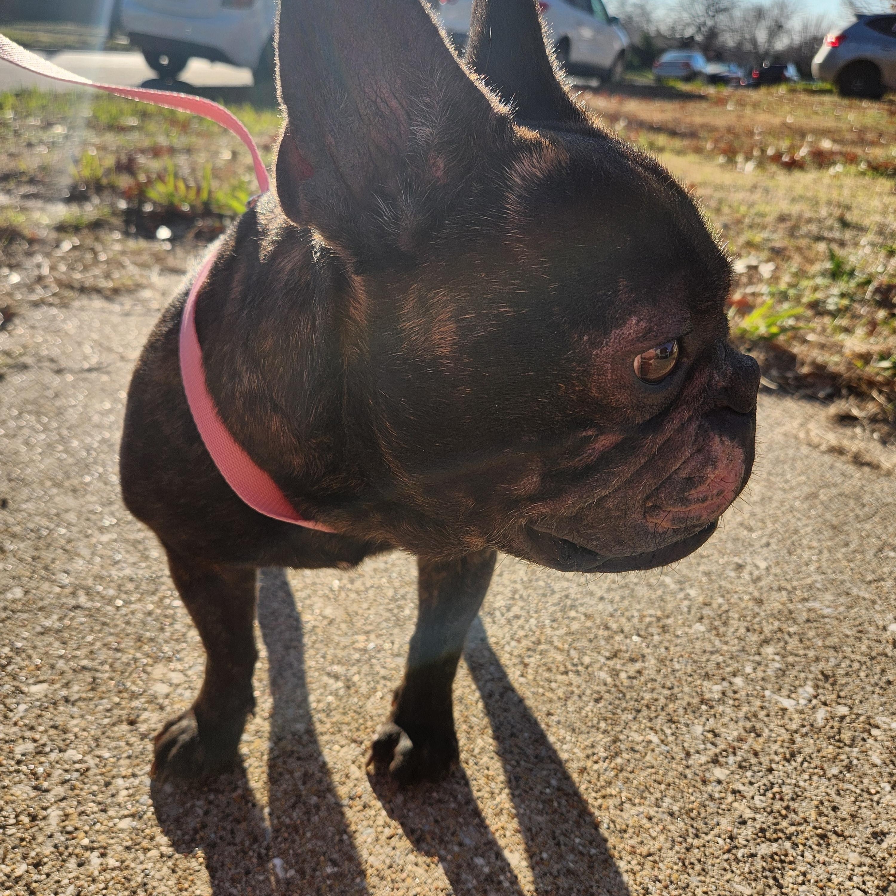 Enlarge ACE, a ADOPTABLE French Bulldog in ROWLETT, TX image 4/6