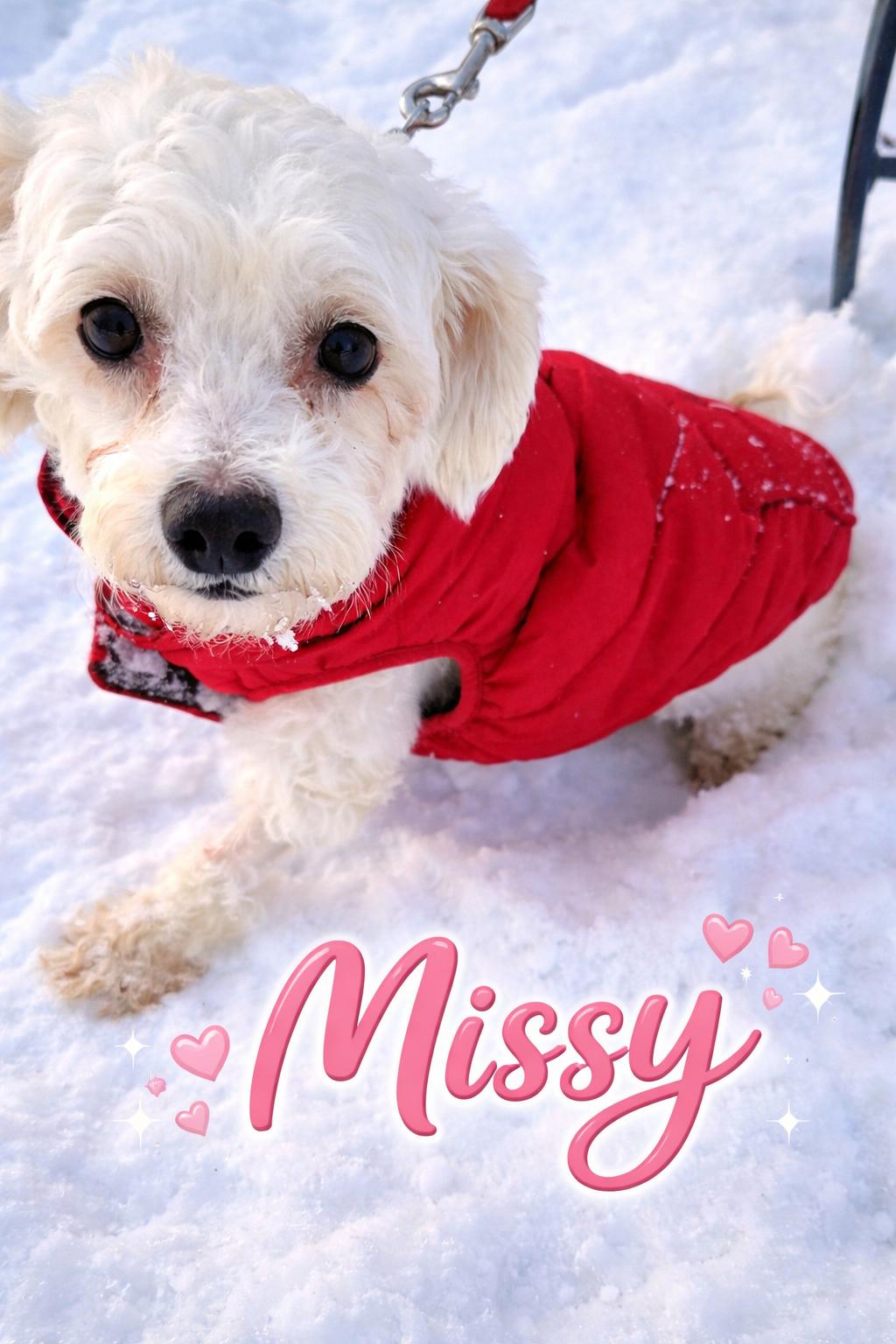 MISSY, ADOPTABLE, Adult Female Bichon Frise.