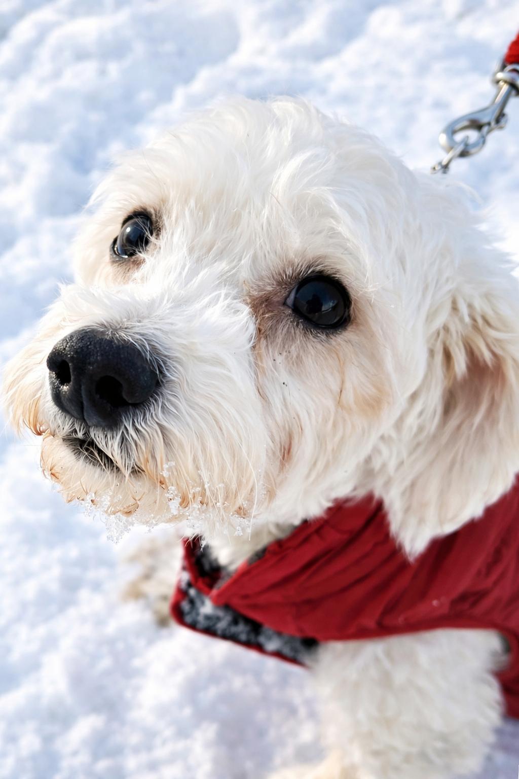 MISSY, a ADOPTABLE Bichon Frise in Schnecksville, PA image 2/2