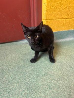 Enlarge Maxine, an adopted Domestic Short Hair in Williamsport, PA image 1/2