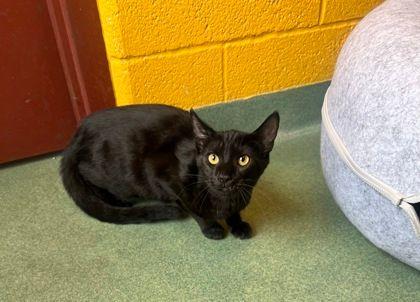 Enlarge Maxine, an adopted Domestic Short Hair in Williamsport, PA image 2/2