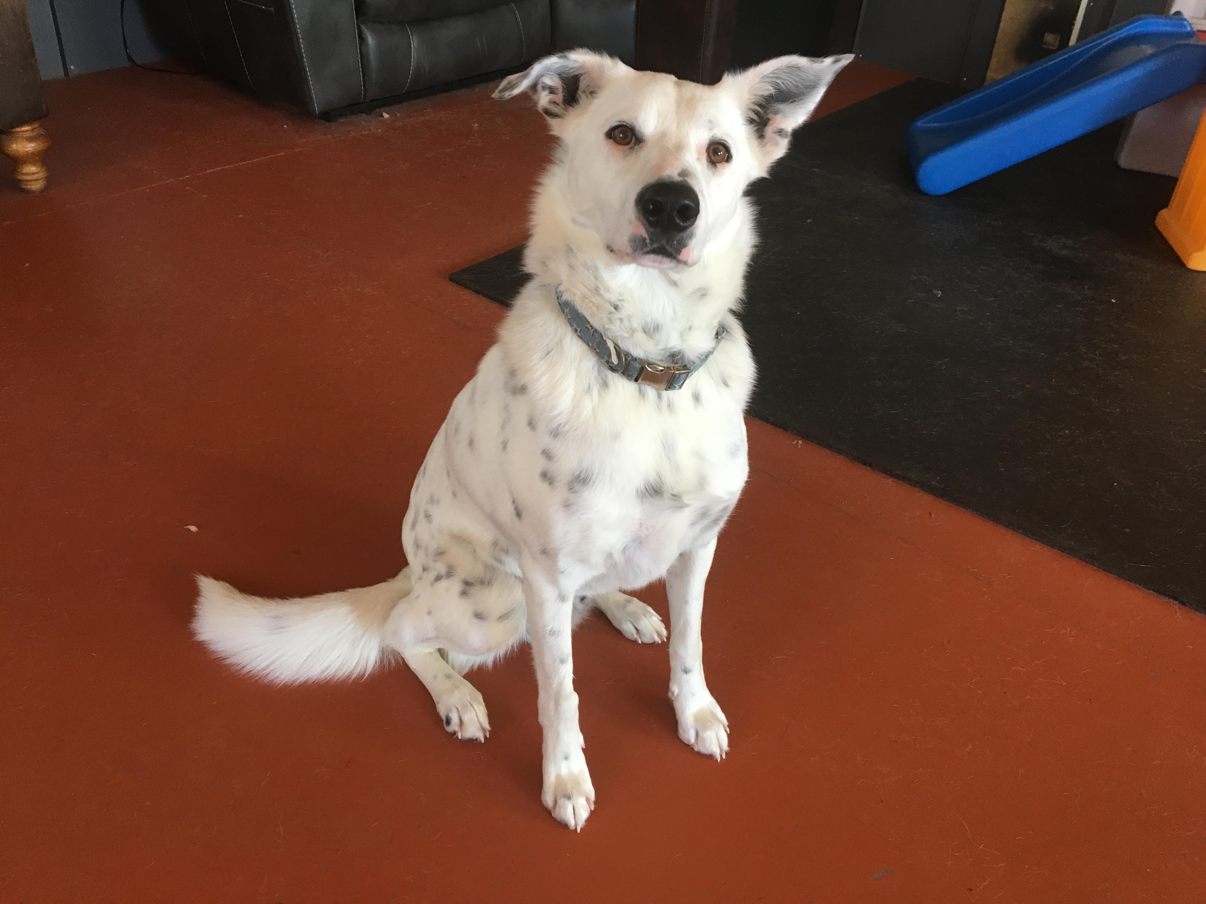 Enlarge Koda, a Adopted mixed breed image 1/1